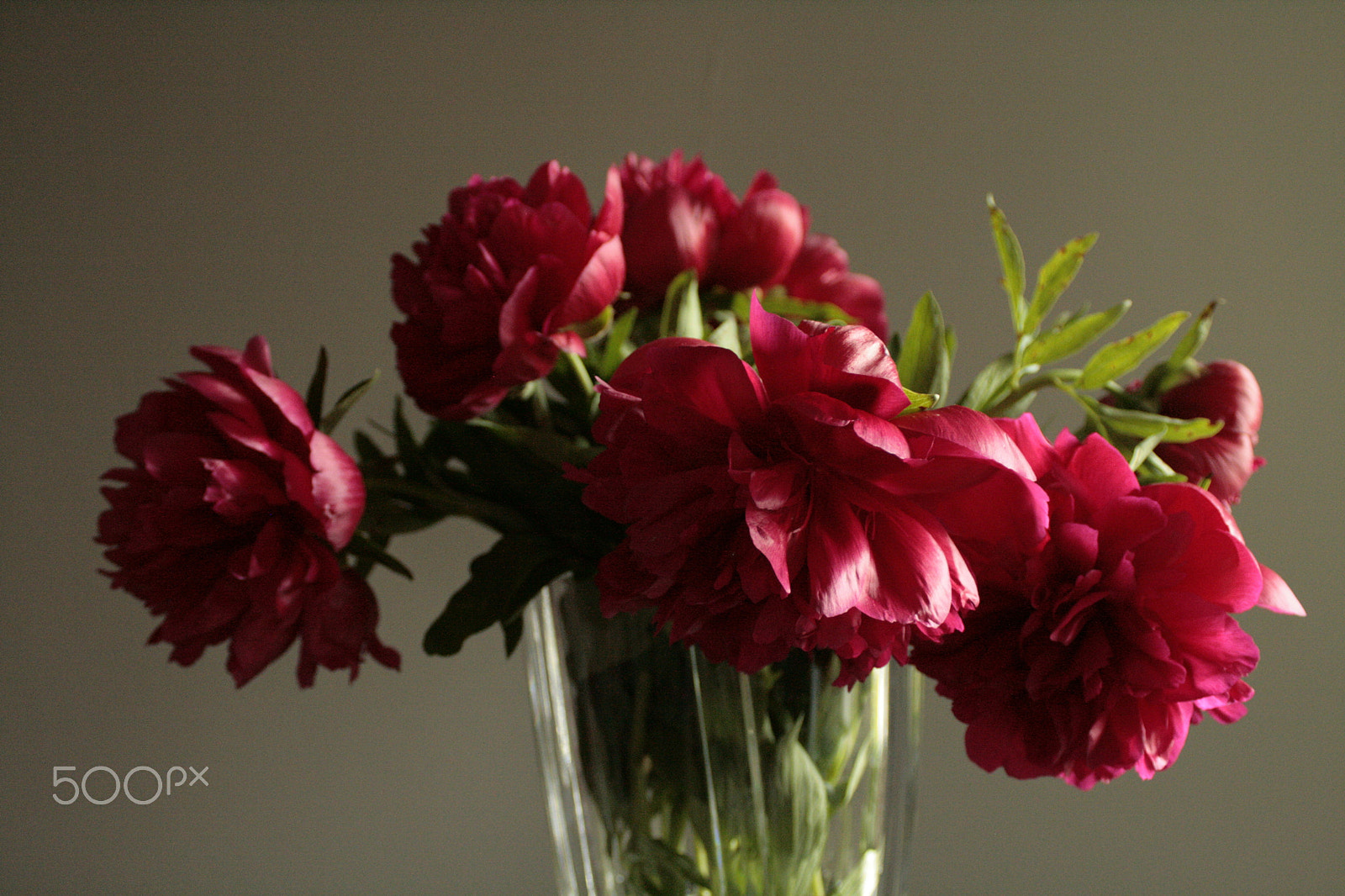 Canon EF 28-90mm f/4-5.6 sample photo. Burgundian peonies photography