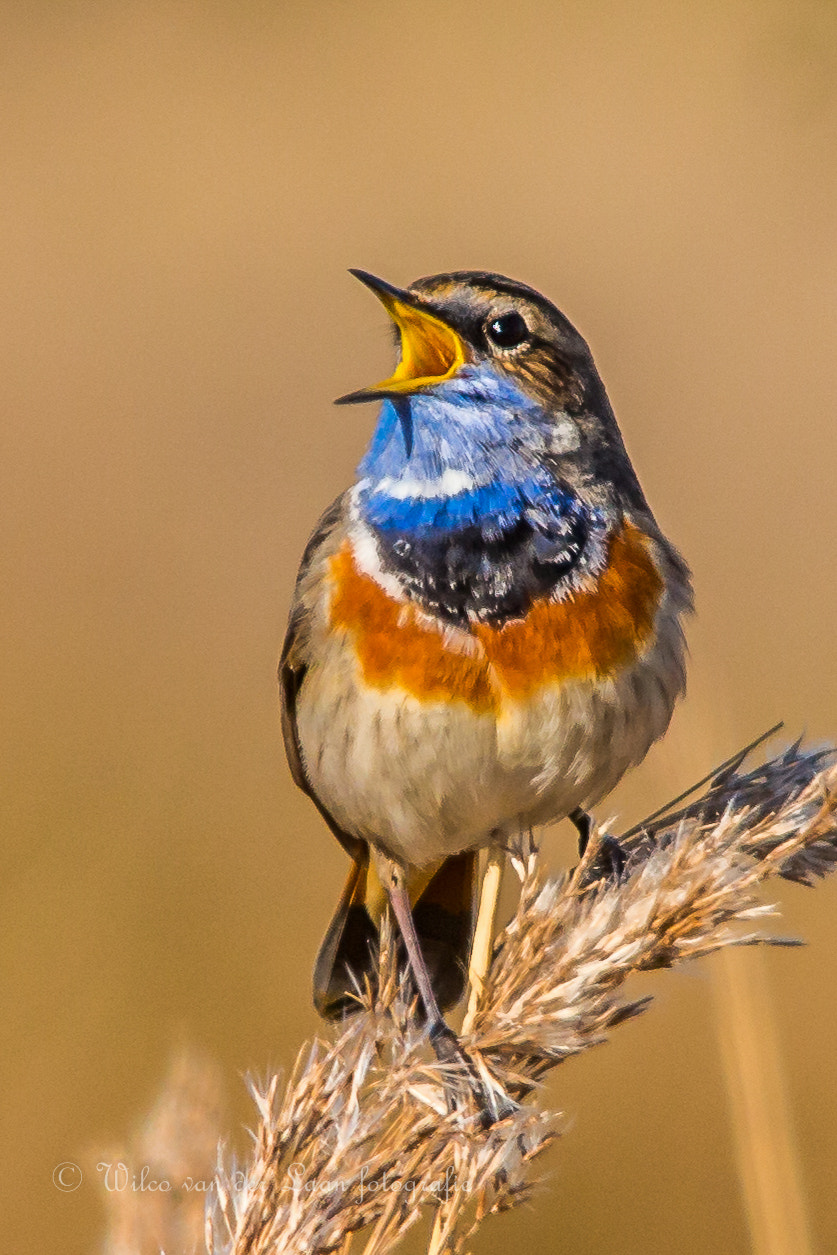Sigma 150-500mm F5-6.3 DG OS HSM sample photo. Bluethroat photography