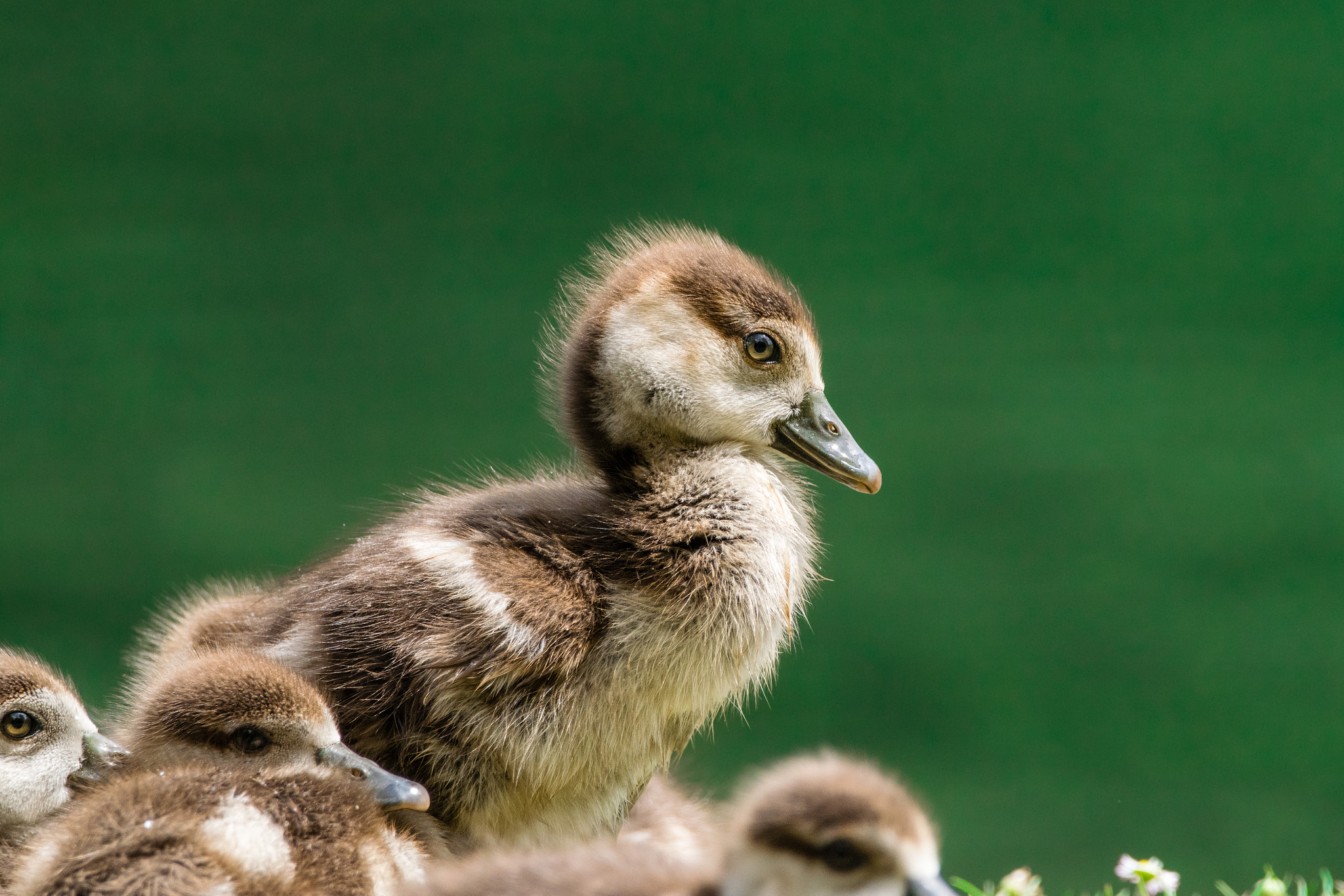 Sigma 150-600mm F5-6.3 DG OS HSM | C sample photo. Egyptian geese chick photography