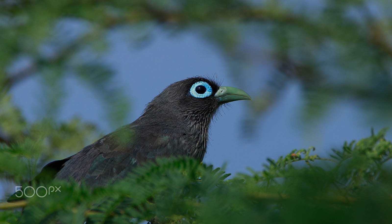 Sigma 150-600mm F5-6.3 DG OS HSM | C sample photo. Blue-faced malkoha photography