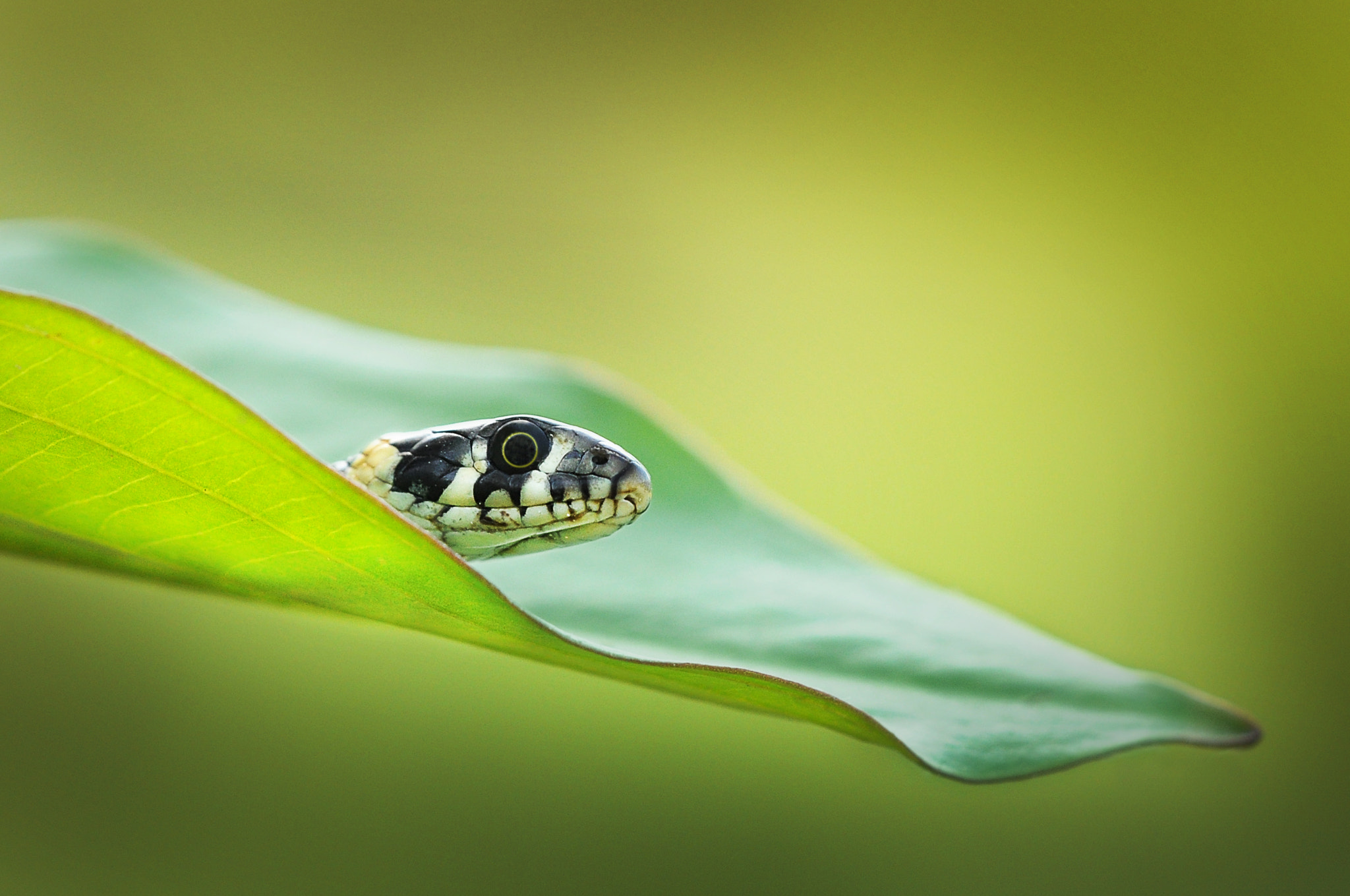 Sigma 150mm F2.8 EX DG Macro HSM sample photo. Grass snake photography