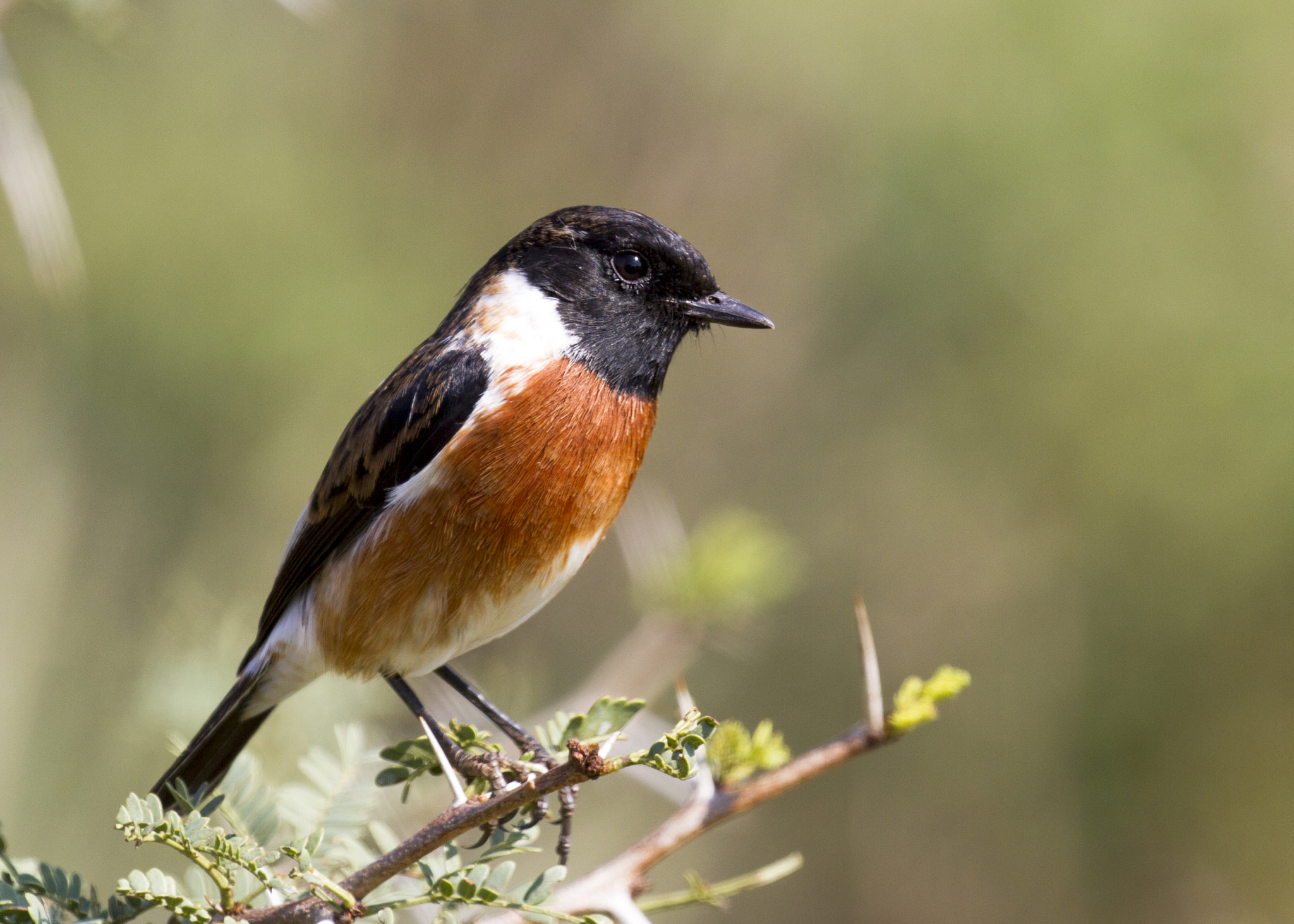 Canon EOS 7D + Canon EF 100-400mm F4.5-5.6L IS II USM sample photo. African stonechat photography