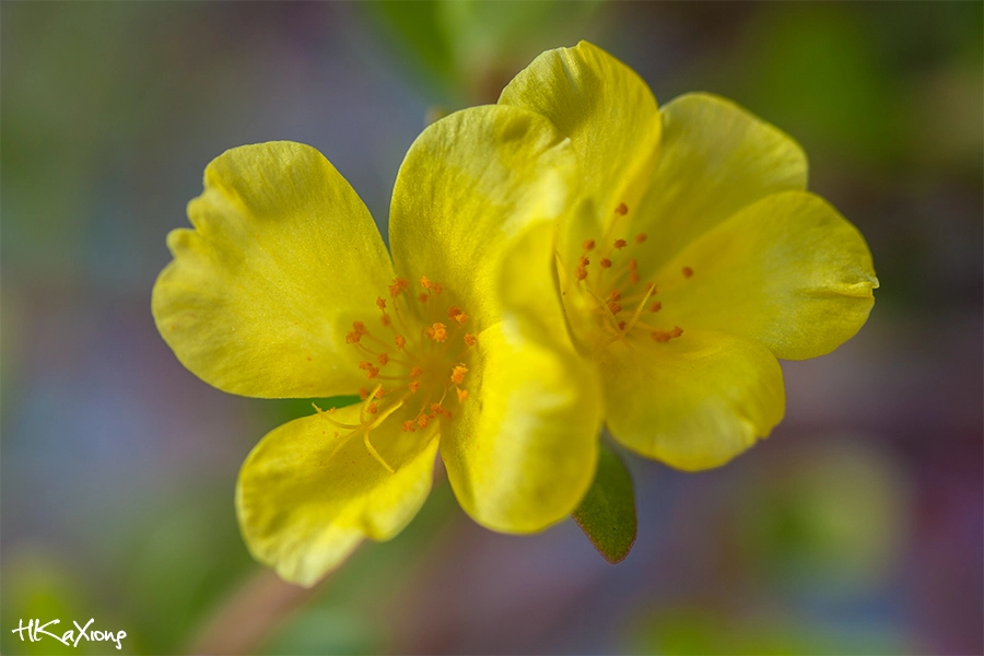 Canon EF-S 60mm F2.8 Macro USM sample photo. Portulaca grandiflora photography