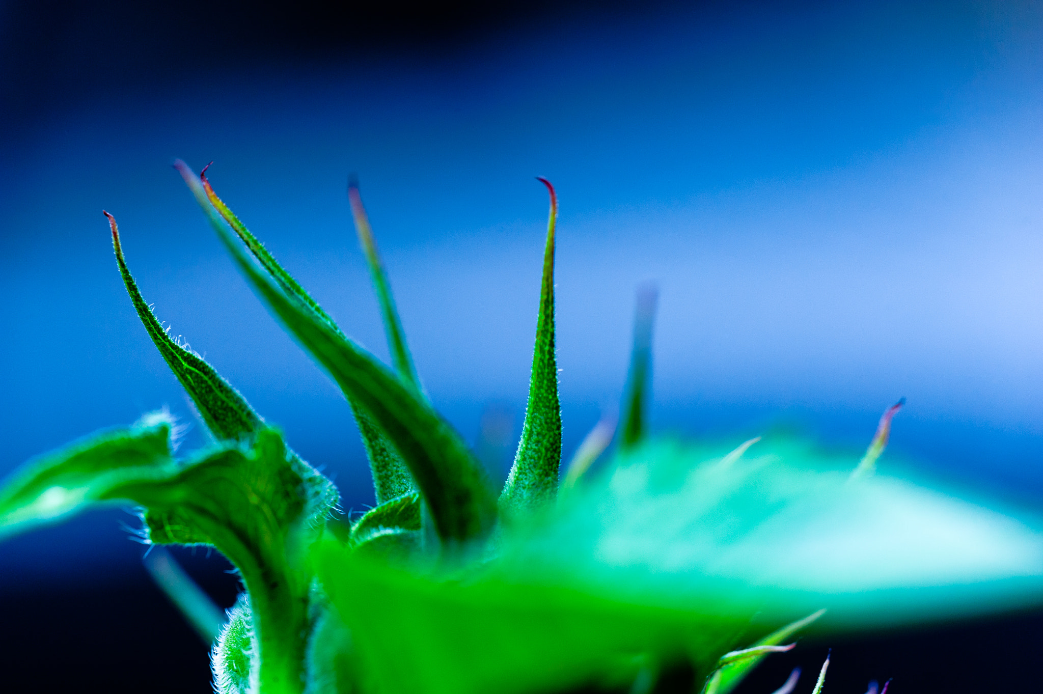 Sigma 150mm F2.8 EX DG Macro HSM sample photo. Under the sea photography
