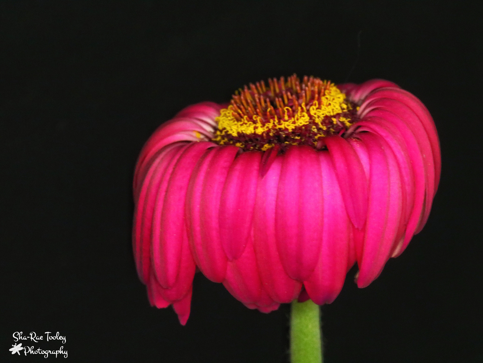 Canon EF-S 60mm F2.8 Macro USM sample photo. The final hours of a gerbera daisy photography