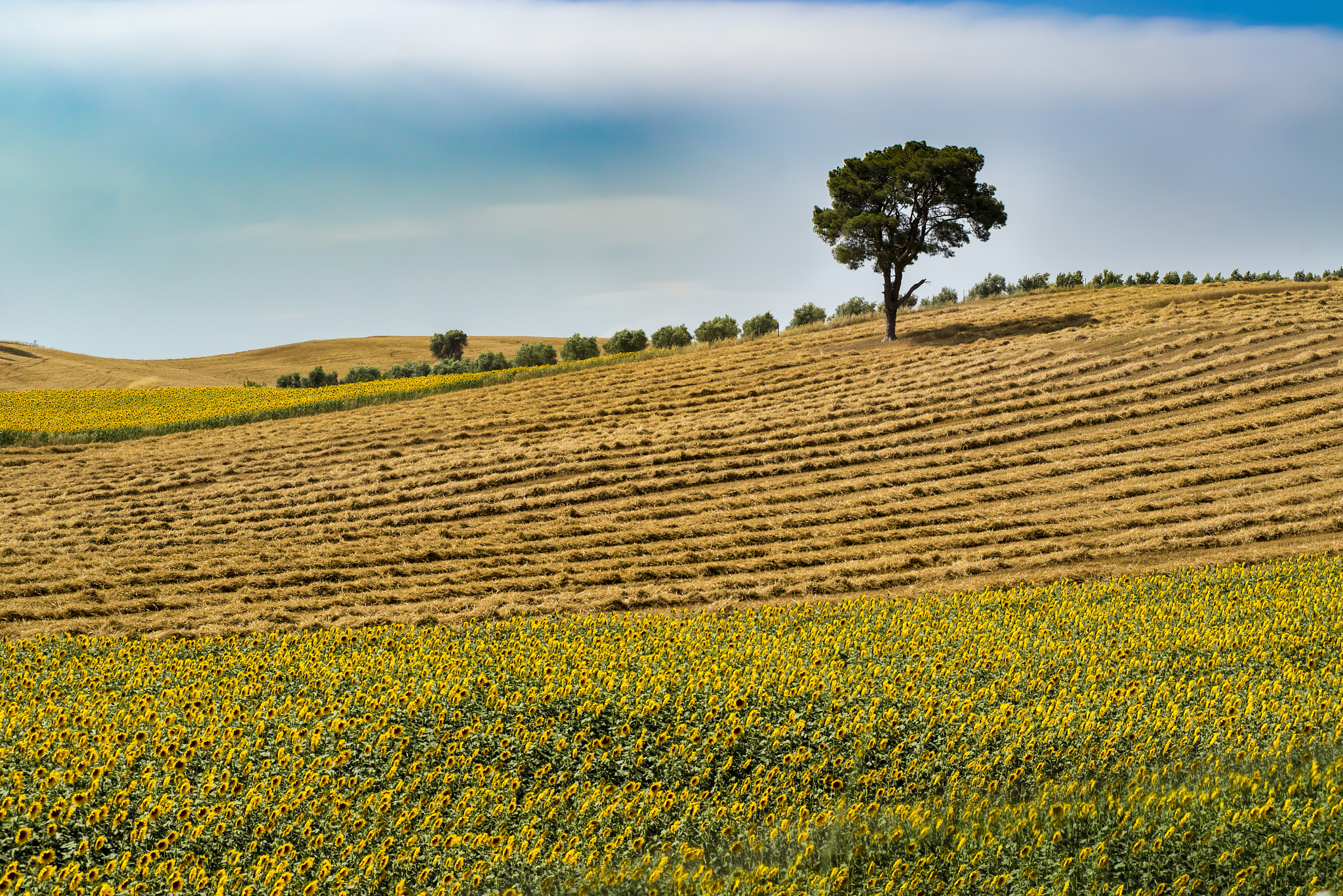 Nikon AF-Nikkor 80-200mm F2.8D ED sample photo. Lonely tree photography