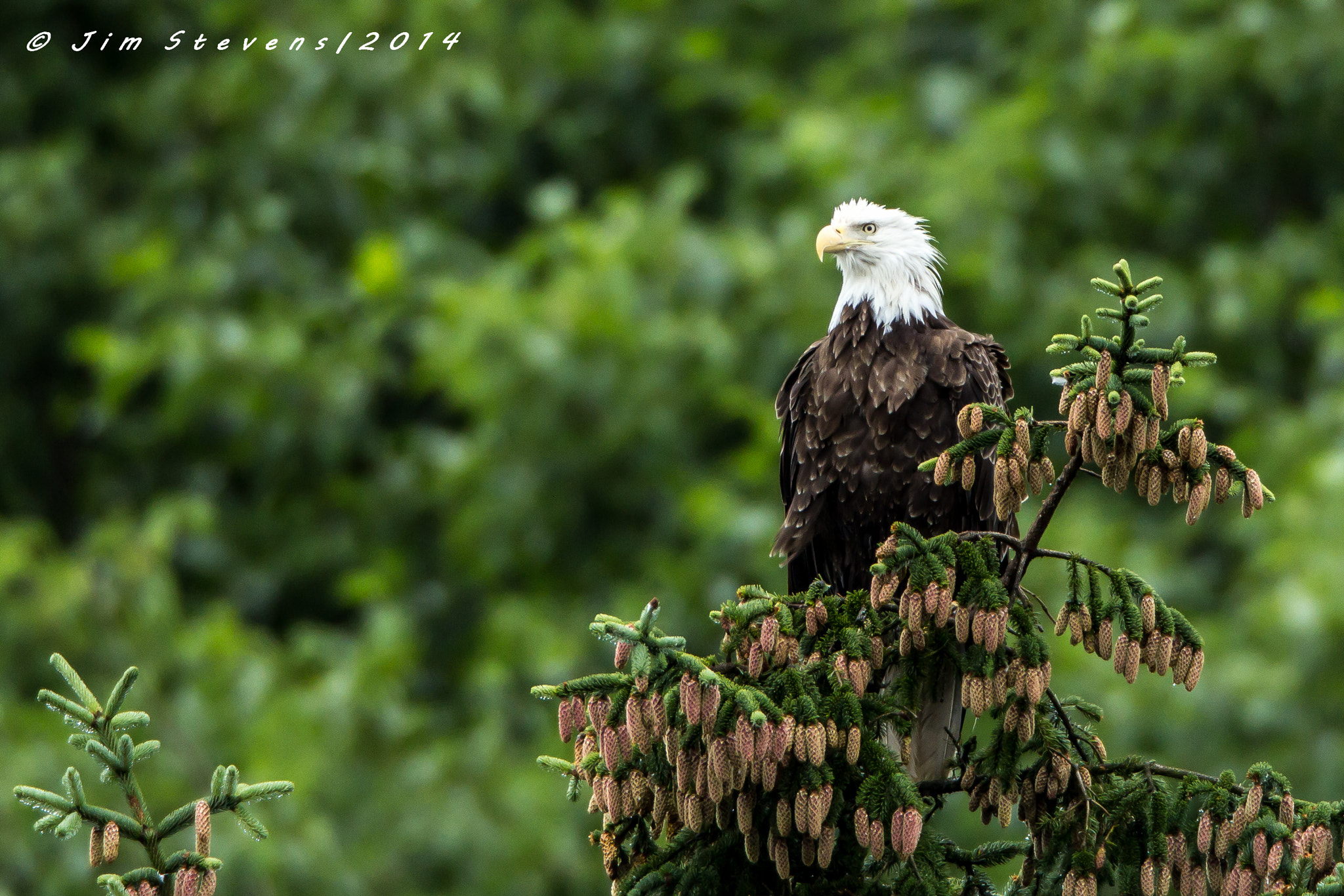 Canon EF 600mm F4L IS USM sample photo. Bald eagle photography