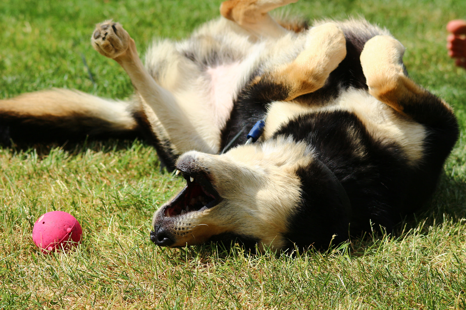 Sigma 150-500mm F5-6.3 DG OS HSM sample photo. Bandit the happy one photography
