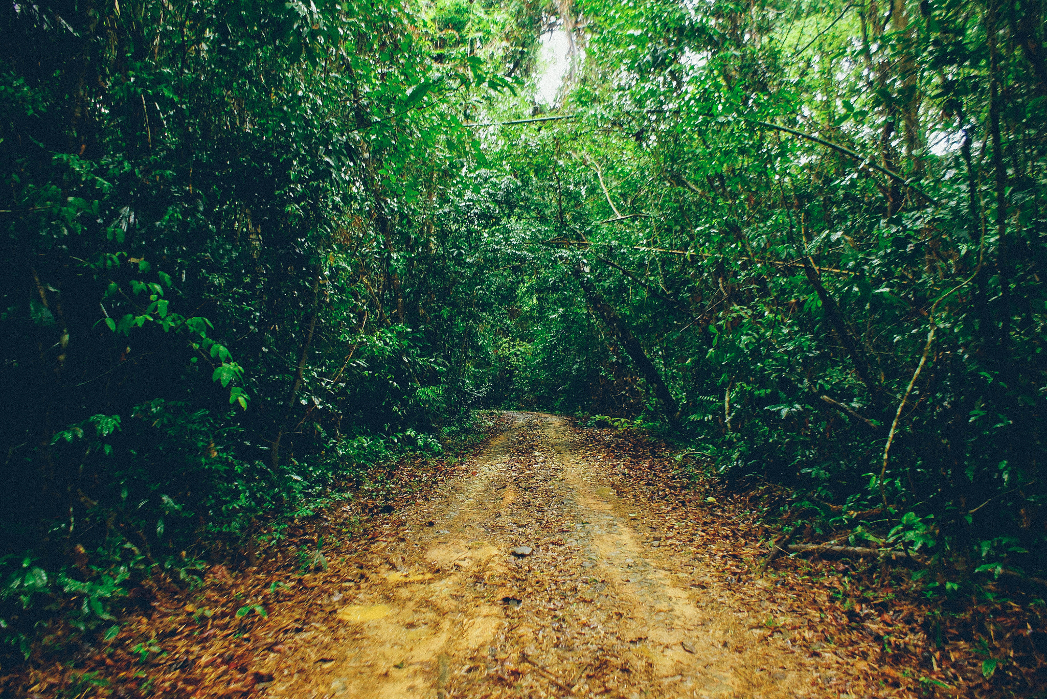 Sony DT 18-70mm F3.5-5.6 sample photo. Into to the nam cat tien nation jungle photography