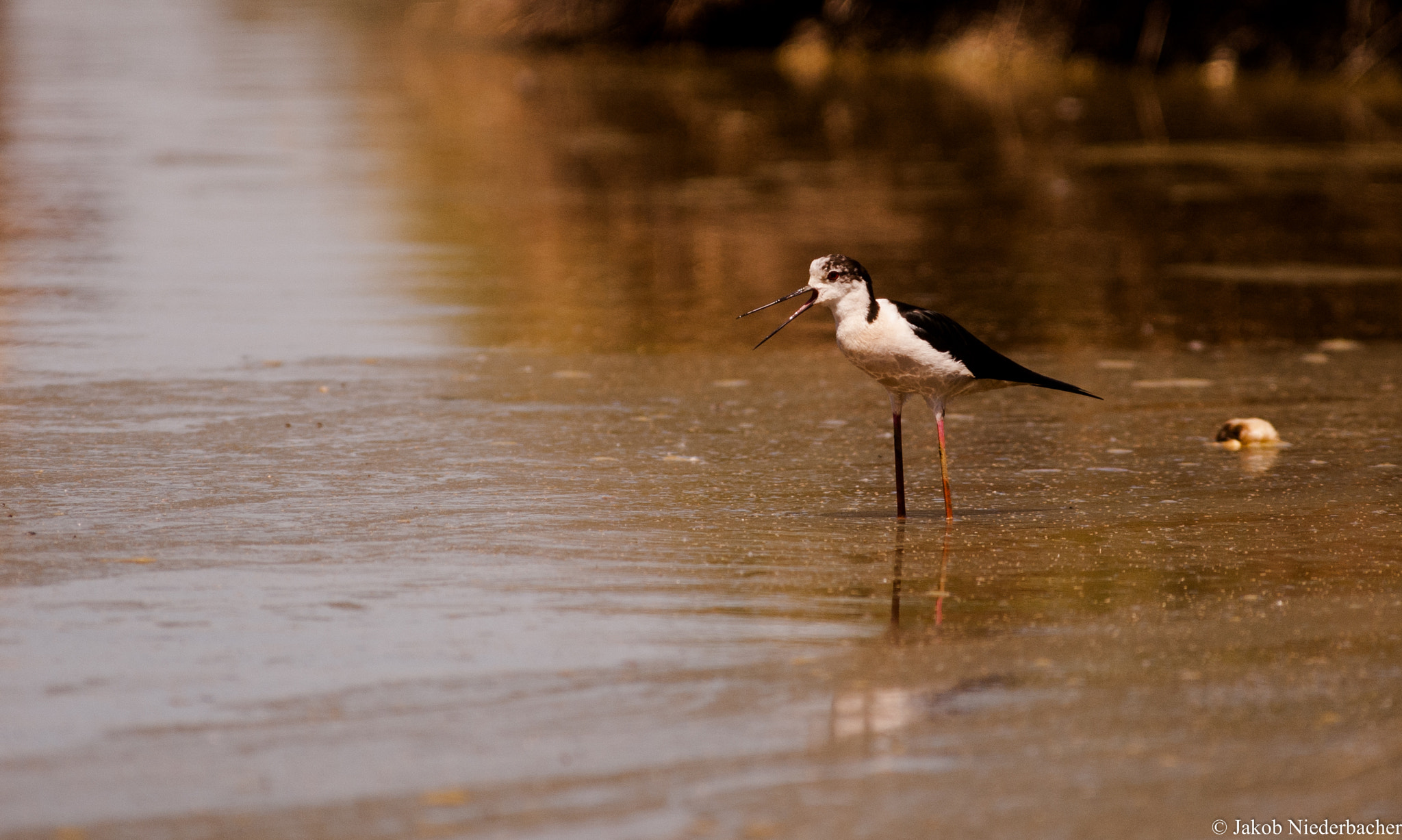 Sony Alpha DSLR-A300 sample photo. Stelzenläufer (himantopus himantopus) photography