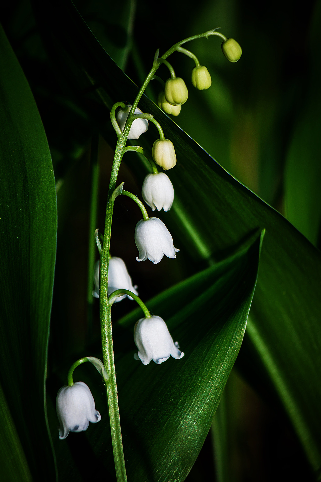 Canon EOS 40D sample photo. Belarusian lily photography