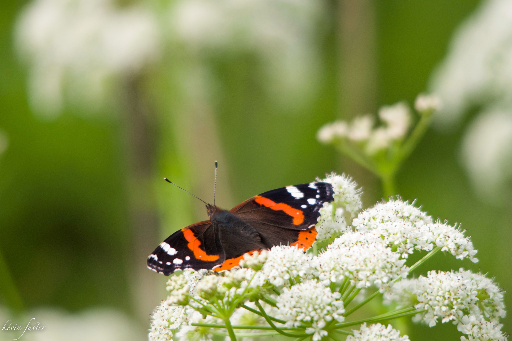 Sigma 150-500mm F5-6.3 DG OS HSM sample photo. Papillon marais d'orcx photography
