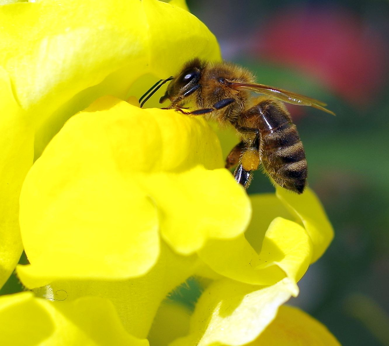 Pentax smc DA 35mm F2.8 Macro Limited sample photo. Bee photography