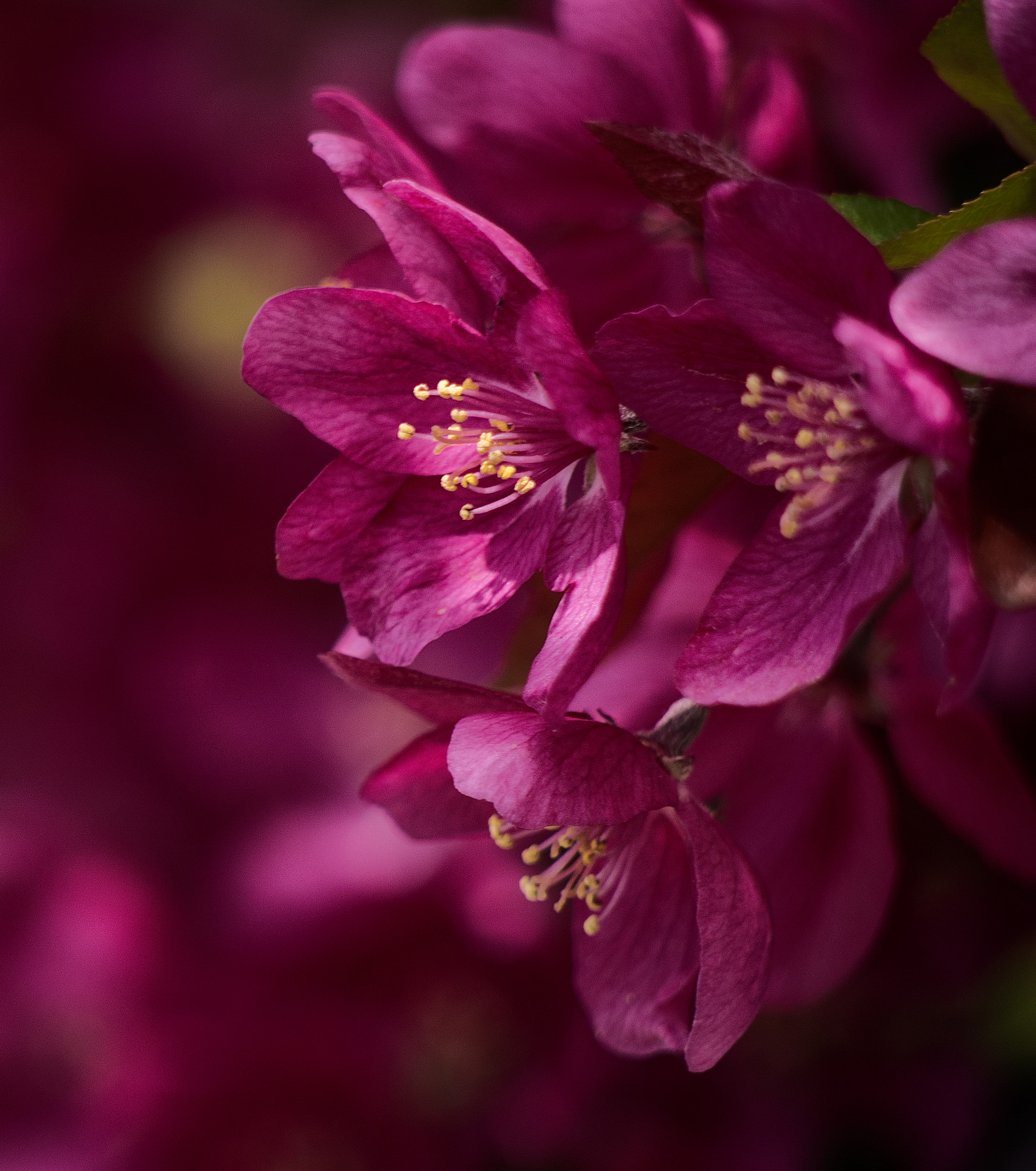 Olympus OM-D E-M5 + Panasonic Lumix G Vario 45-200mm F4-5.6 OIS sample photo. Spring crabapple photography