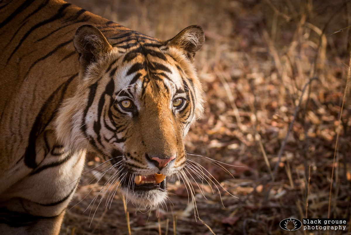 Canon EOS 70D + Canon EF 100-400mm F4.5-5.6L IS II USM sample photo. The striped one photography