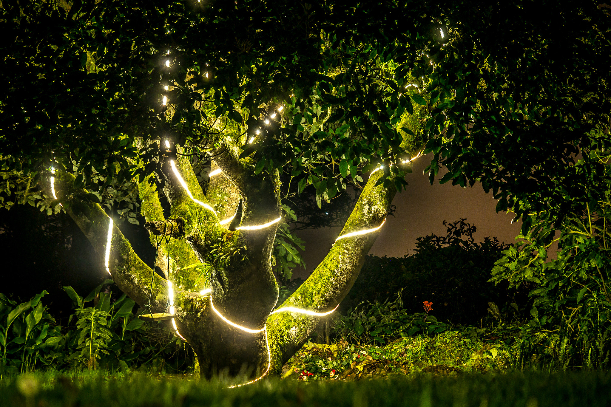 Samsung NX300 + Samsung NX 50-200mm F4-5.6 ED OIS sample photo. Dream tree photography