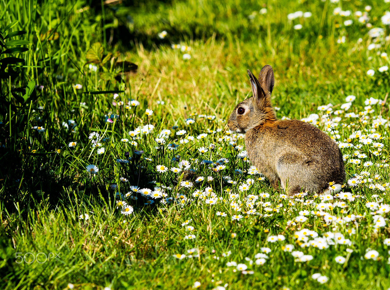 Olympus OM-D E-M1 + OLYMPUS 300mm Lens sample photo. Amongst the daisies photography