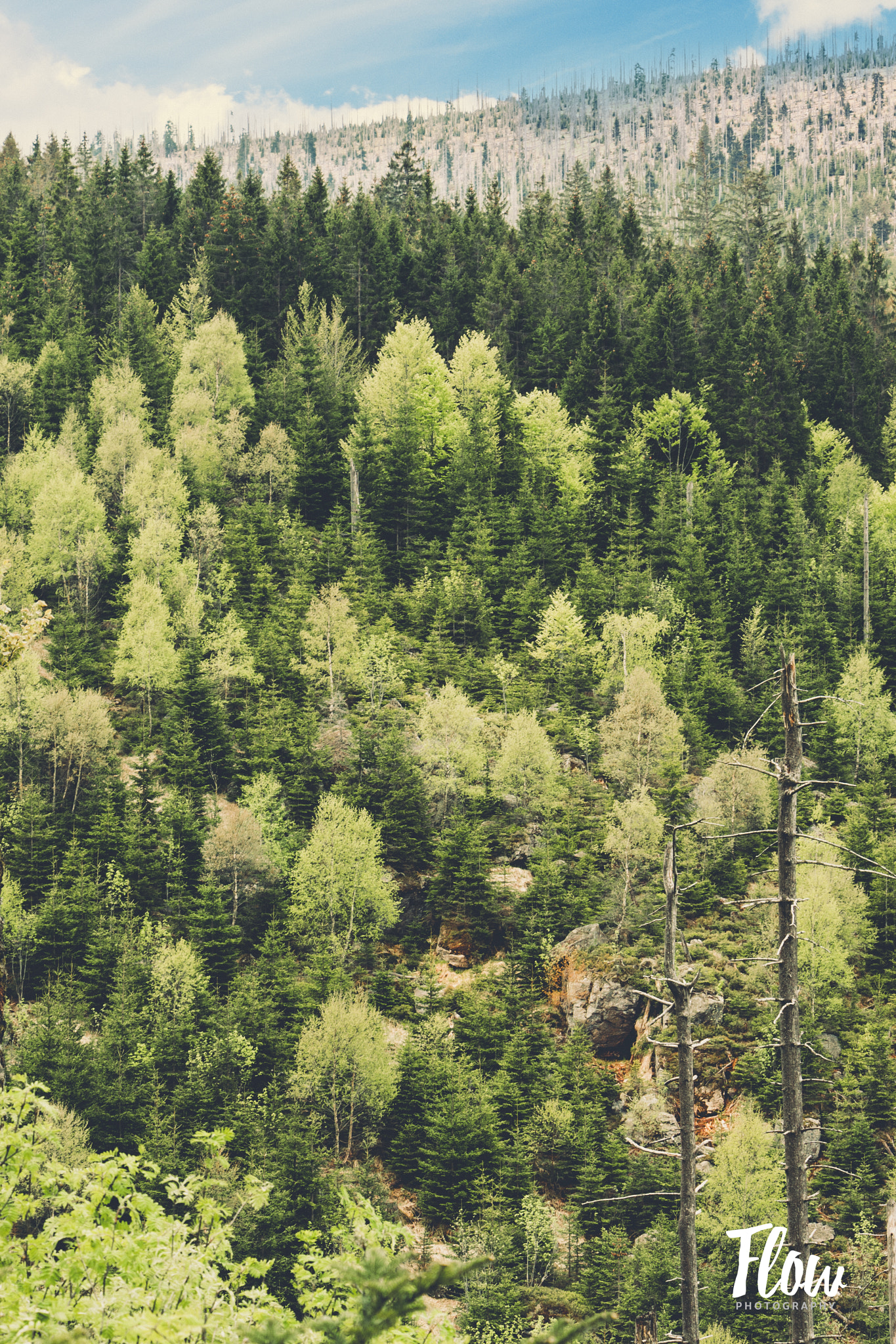 Canon EOS 40D sample photo. The structure of a forest. photography