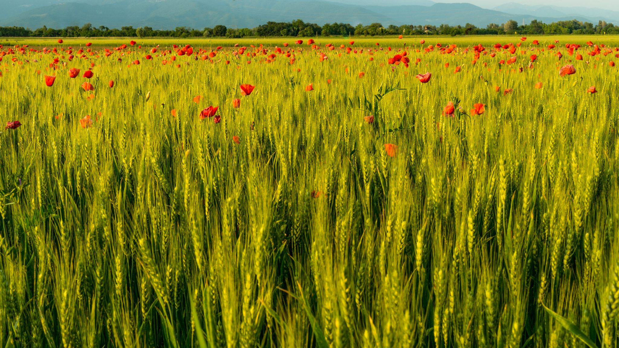 Samsung NX 30mm F2 Pancake sample photo. Grano e papaveri photography