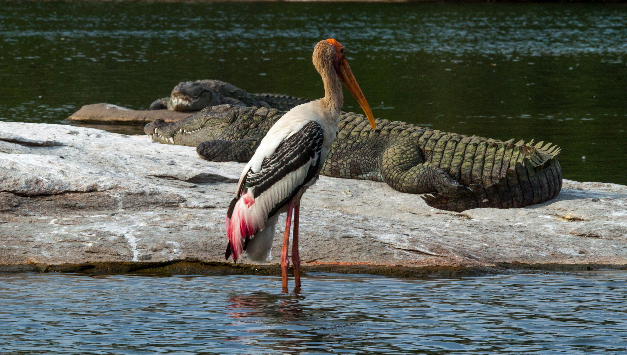 Canon EF 100-400mm F4.5-5.6L IS USM sample photo. Stork and crocodiles photography