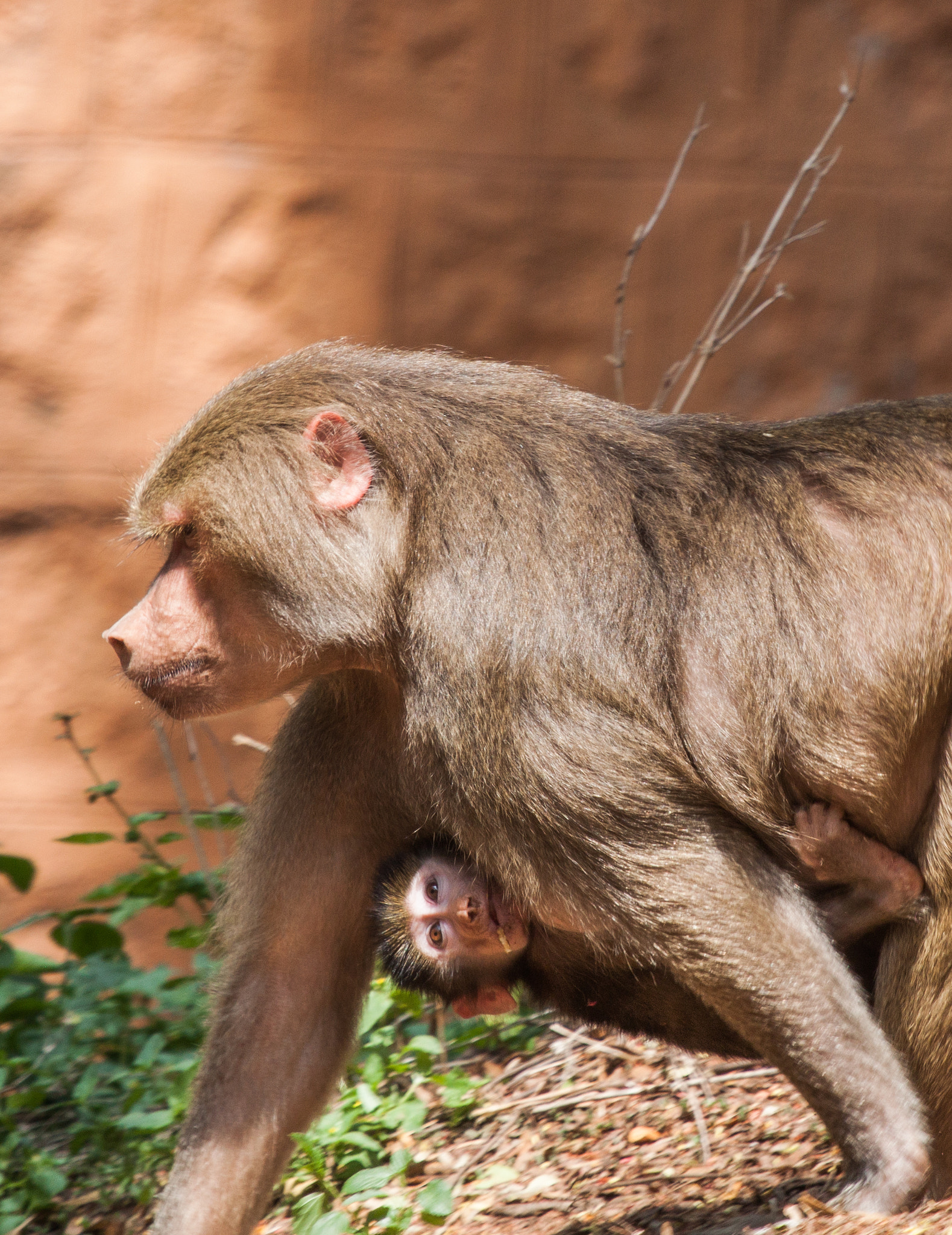 Canon EF 100-400mm F4.5-5.6L IS USM sample photo. Hanging onto mommy (red butted baboon) photography