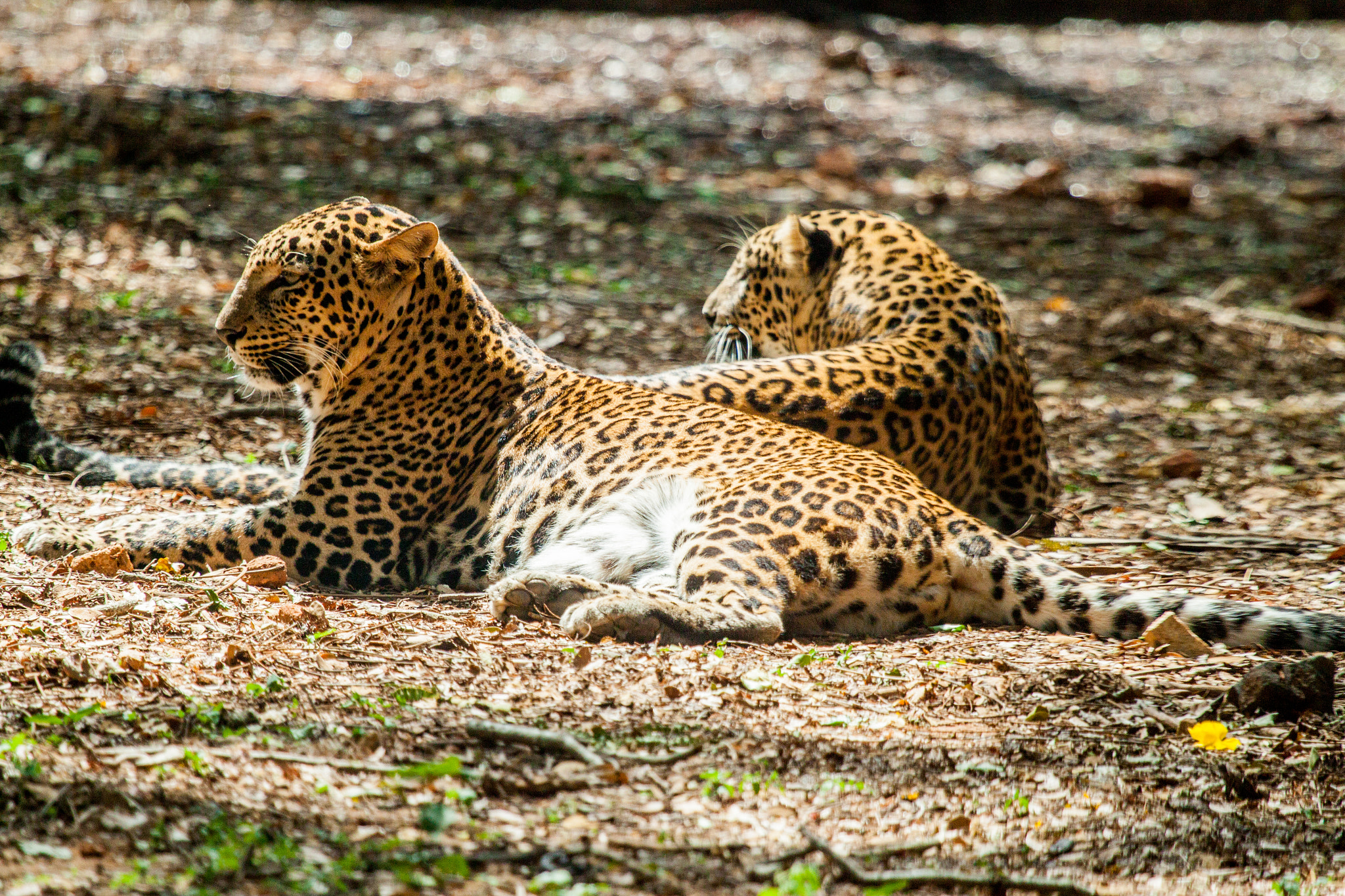 Canon EOS 500D (EOS Rebel T1i / EOS Kiss X3) + Canon EF 100-400mm F4.5-5.6L IS USM sample photo. Leopards resting photography
