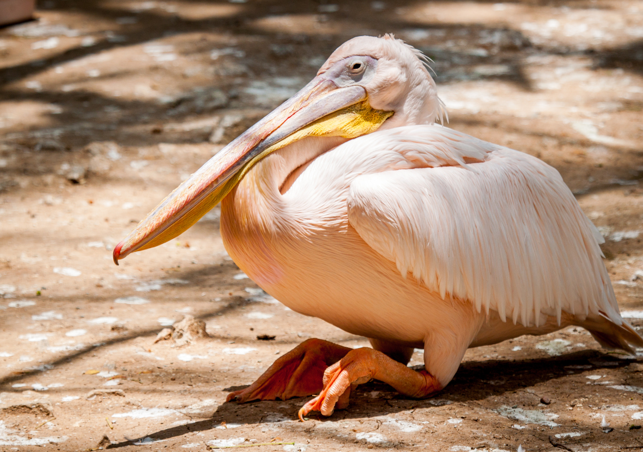 Canon EF 100-400mm F4.5-5.6L IS USM sample photo. Stork photography