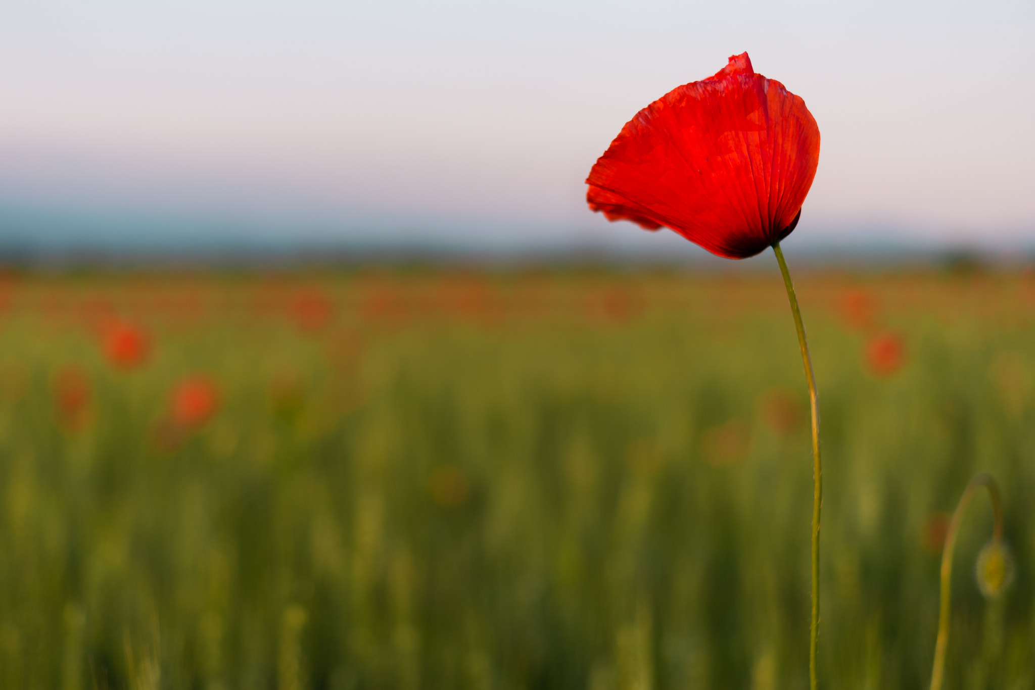 Samsung NX 30mm F2 Pancake sample photo. Campo di papaveri photography
