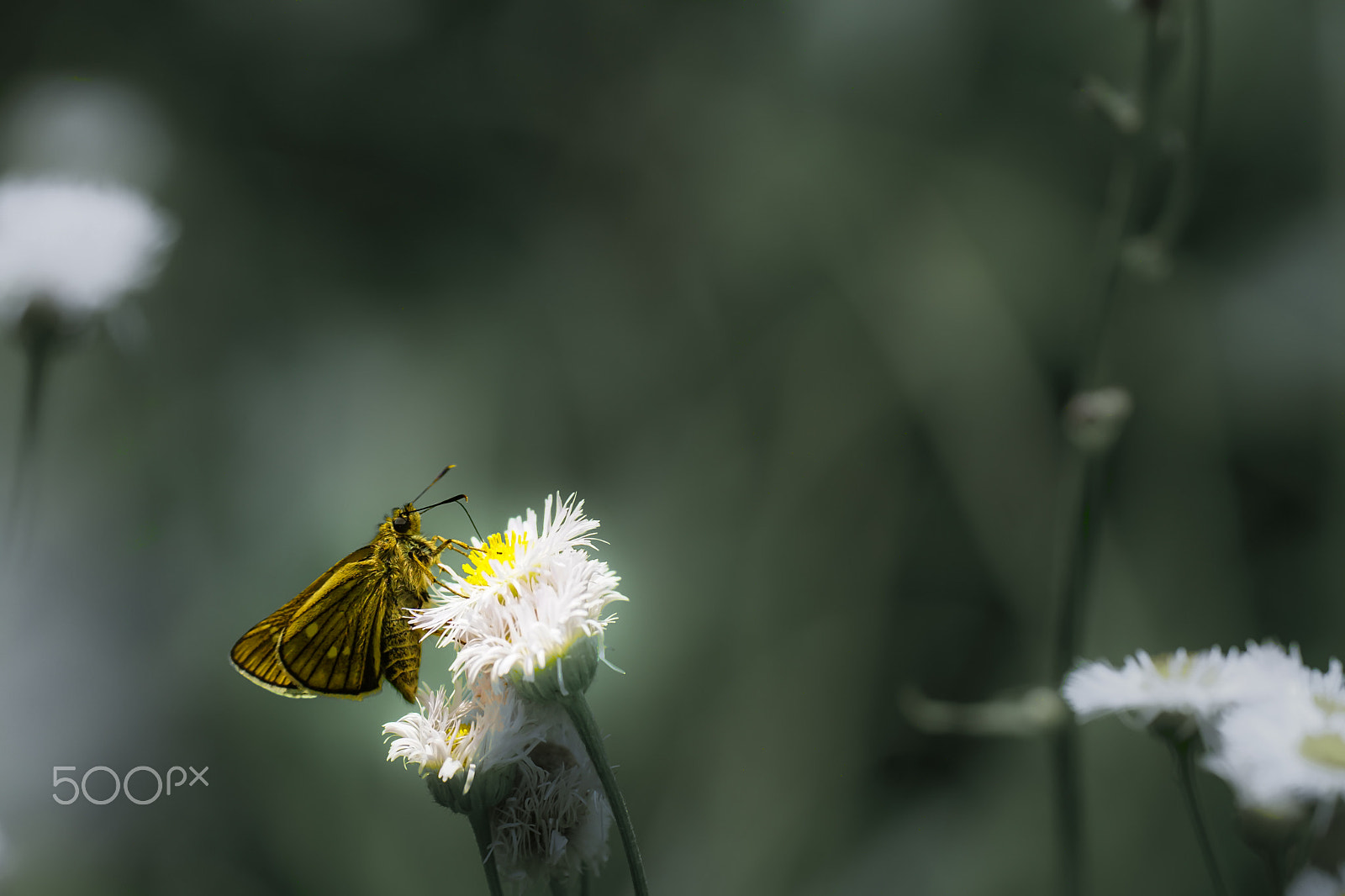 Sony ILCA-77M2 + Minolta AF 100mm F2.8 Macro [New] sample photo. The japanese swift photography