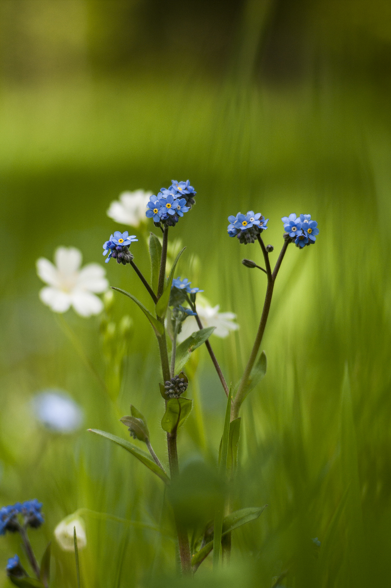 Pentax K-7 + A Series Lens sample photo. Maintenant le printemps ! photography