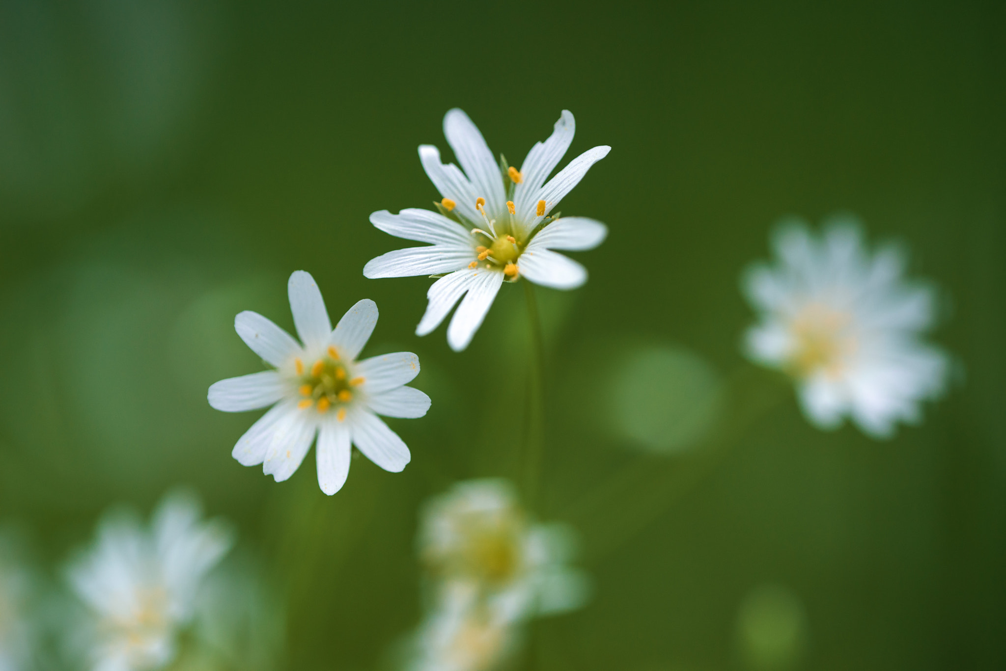 Sigma 150mm F2.8 EX DG OS Macro HSM sample photo. *** photography