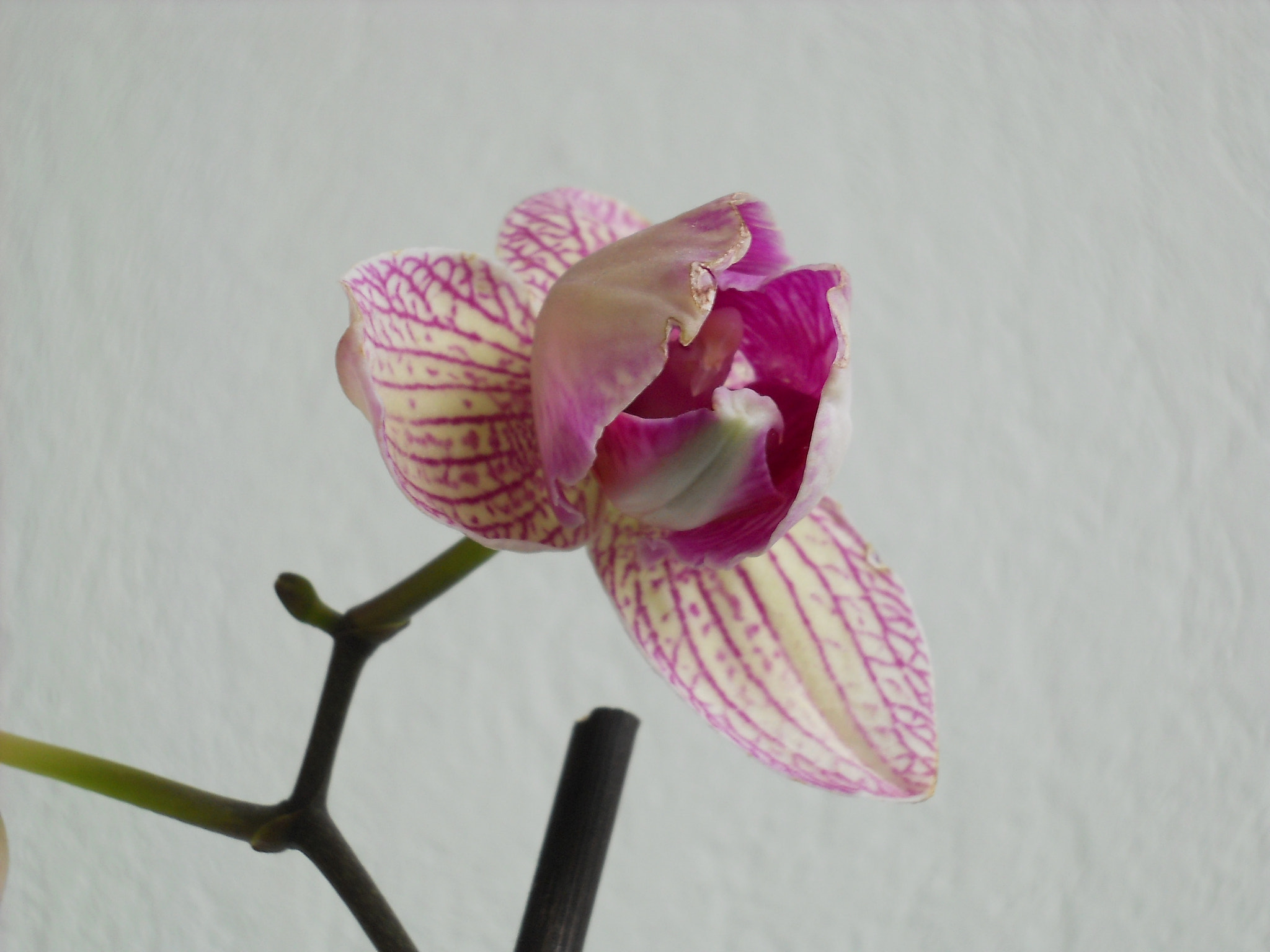 Nikon Coolpix L21 sample photo. Orchids at home photography