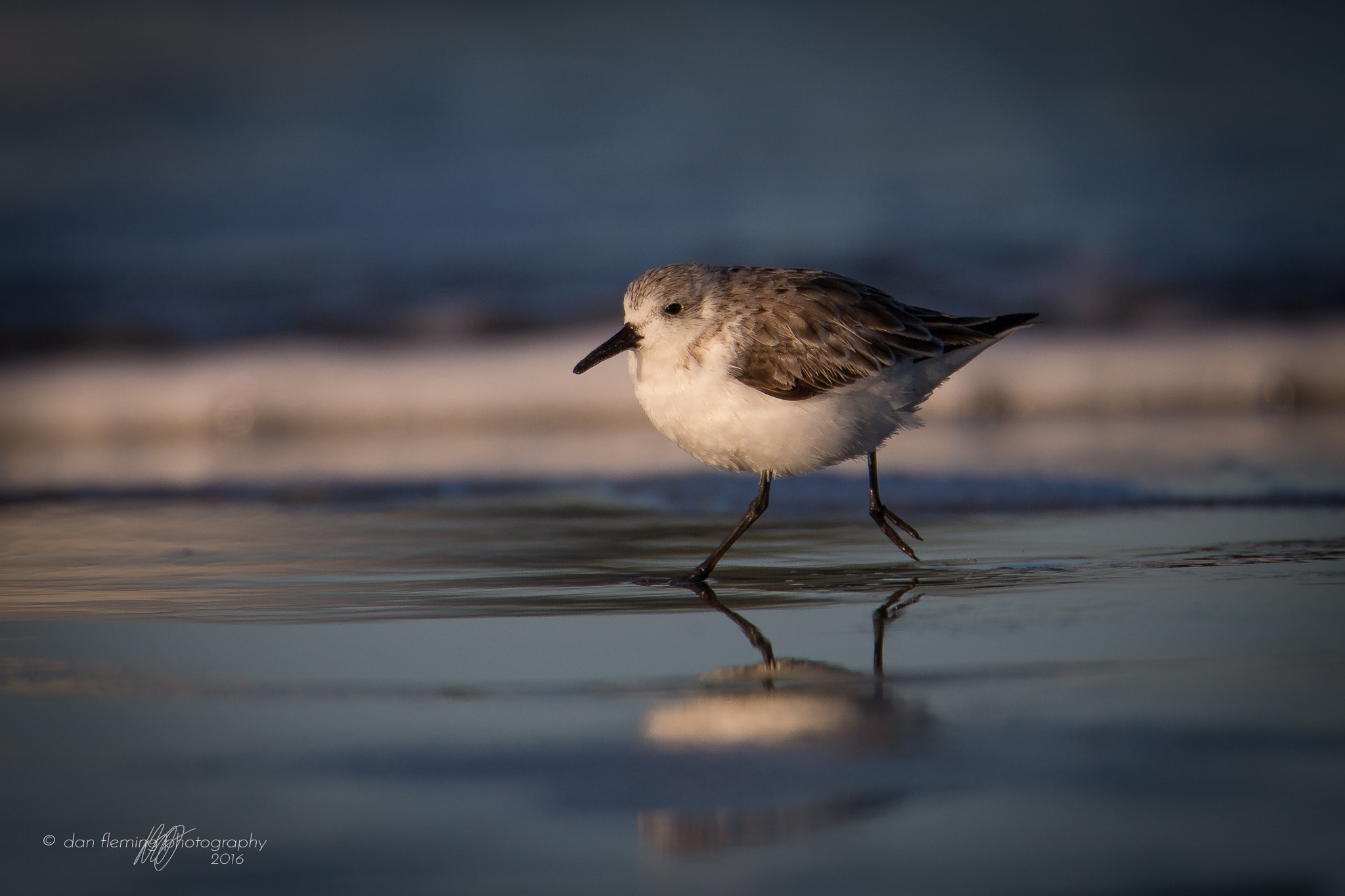 Canon EOS-1D X + Canon EF 600mm F4L IS USM sample photo. Scurrying sanderling photography