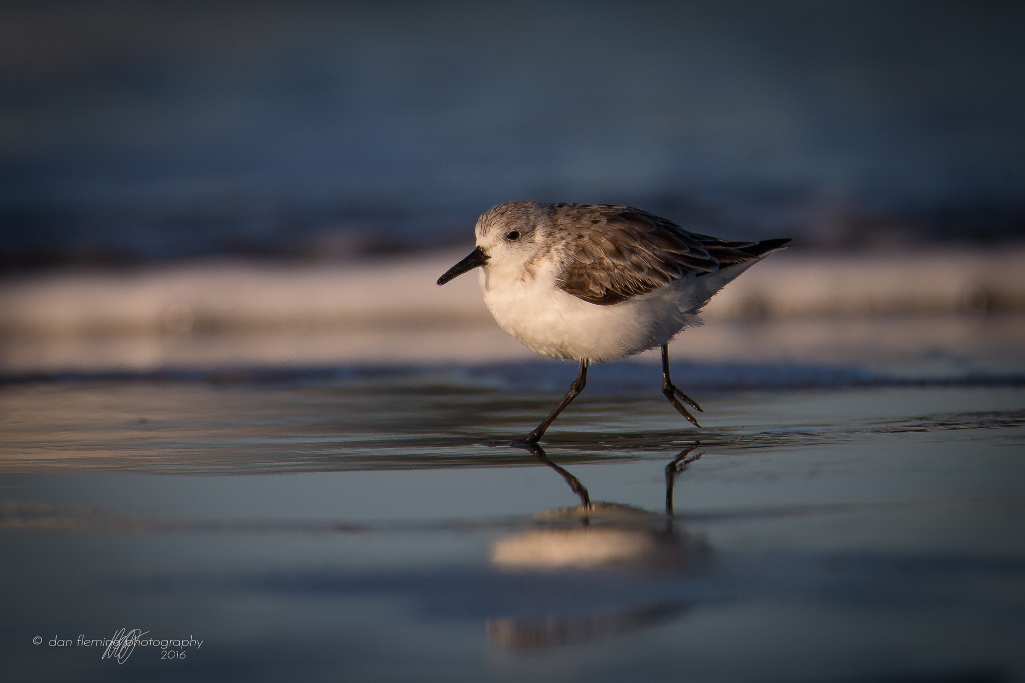 Canon EF 600mm F4L IS USM sample photo. Scurrying sanderling photography