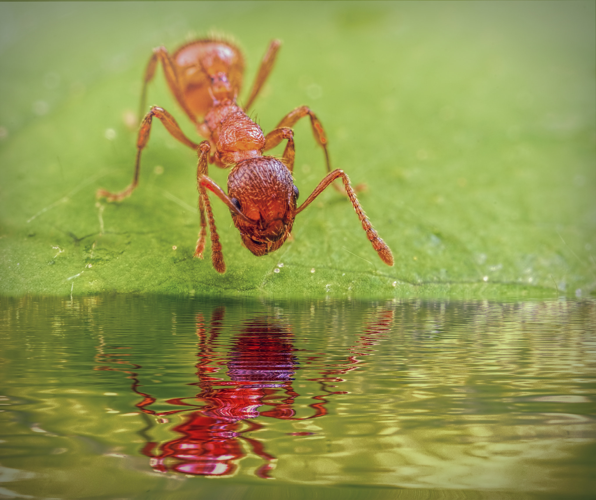 Canon EOS 760D (EOS Rebel T6s / EOS 8000D) + Canon MP-E 65mm F2.5 1-5x Macro Photo sample photo. The ant pool photography