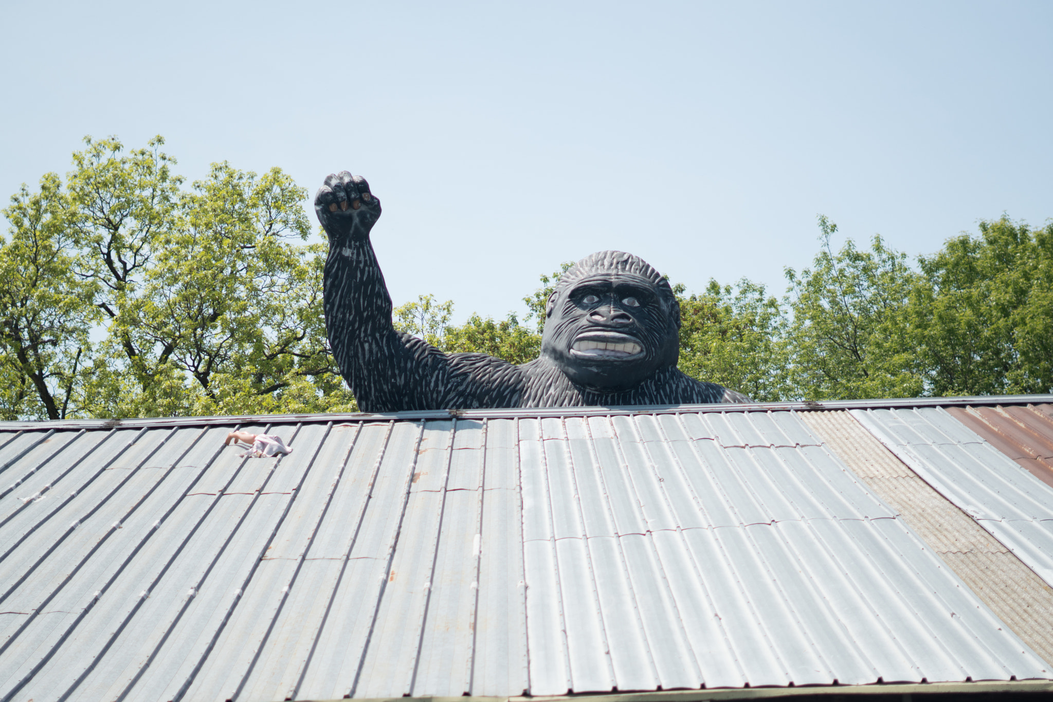 Sony a6300 + Sony FE 50mm F1.8 sample photo. Happy gorilla photography
