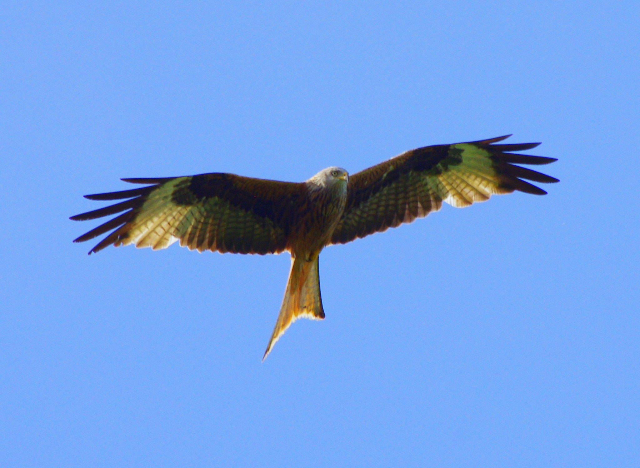smc PENTAX-DA L 55-300mm F4-5.8 ED sample photo. Majestic kite - look into my eyes ;-) photography