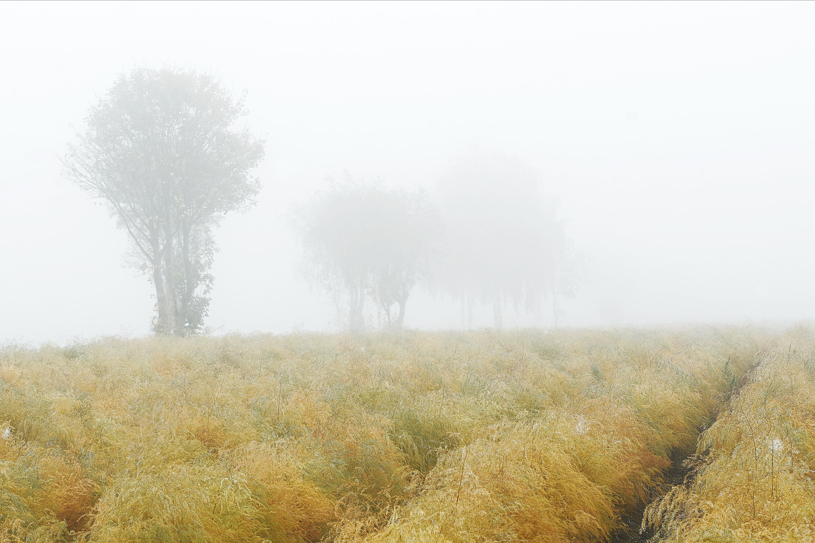 Nikon D7100 + AF Nikkor 35mm f/2 sample photo. Asparagus field in the mist photography