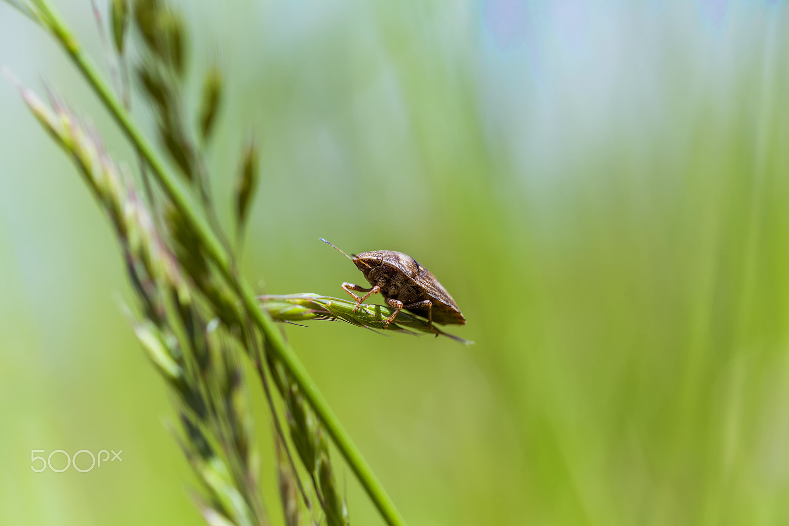 Canon EOS 5D Mark II + Tamron SP AF 90mm F2.8 Di Macro sample photo. In the eye of the beholder photography