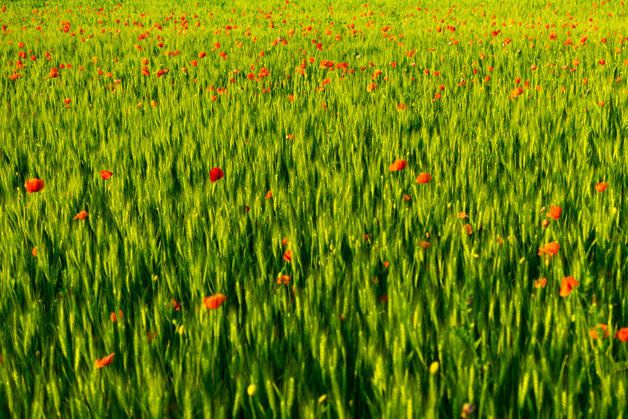 Samsung NX 30mm F2 Pancake sample photo. Field photography