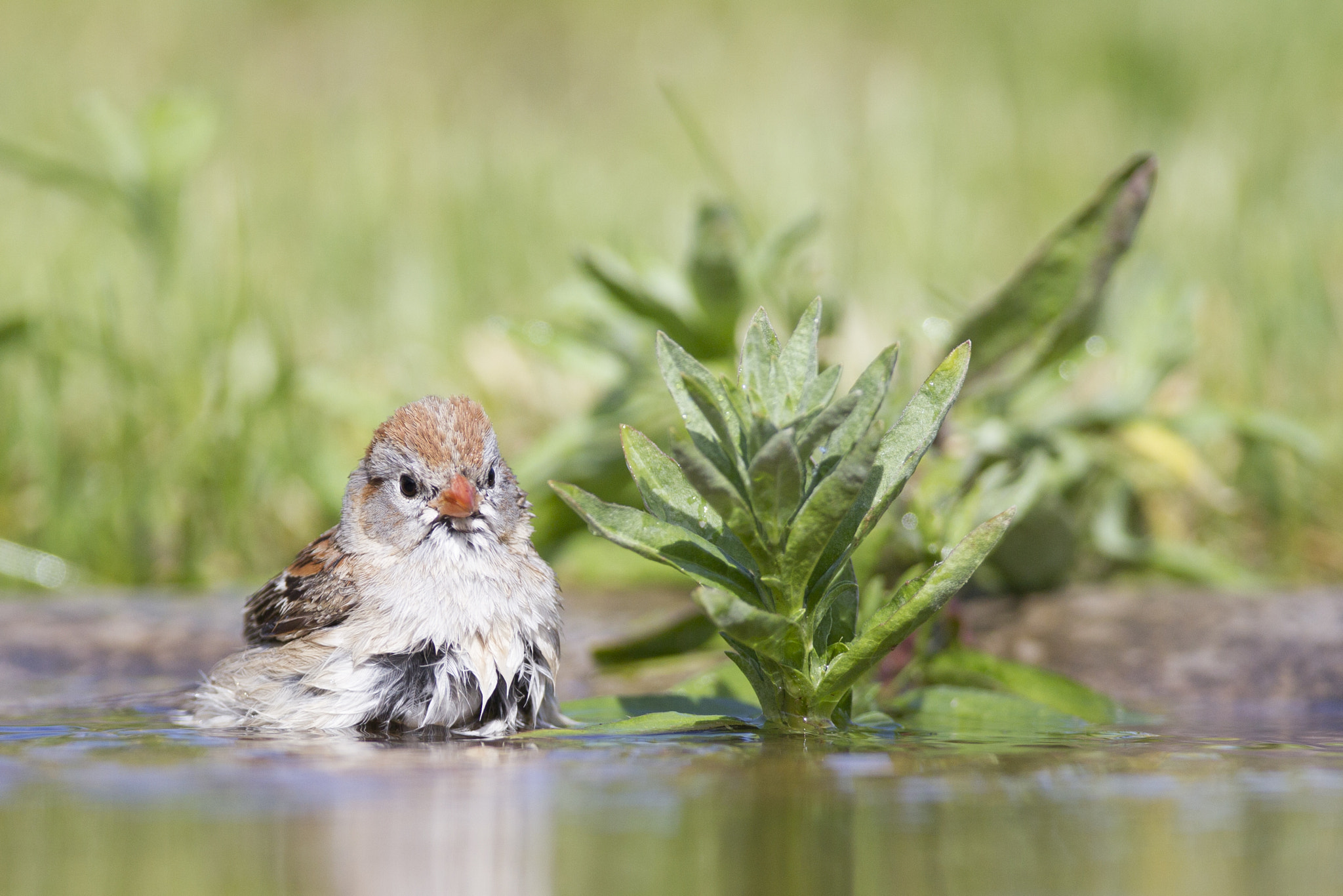 Canon EF 600mm f/4L IS sample photo. Field sparrow photography