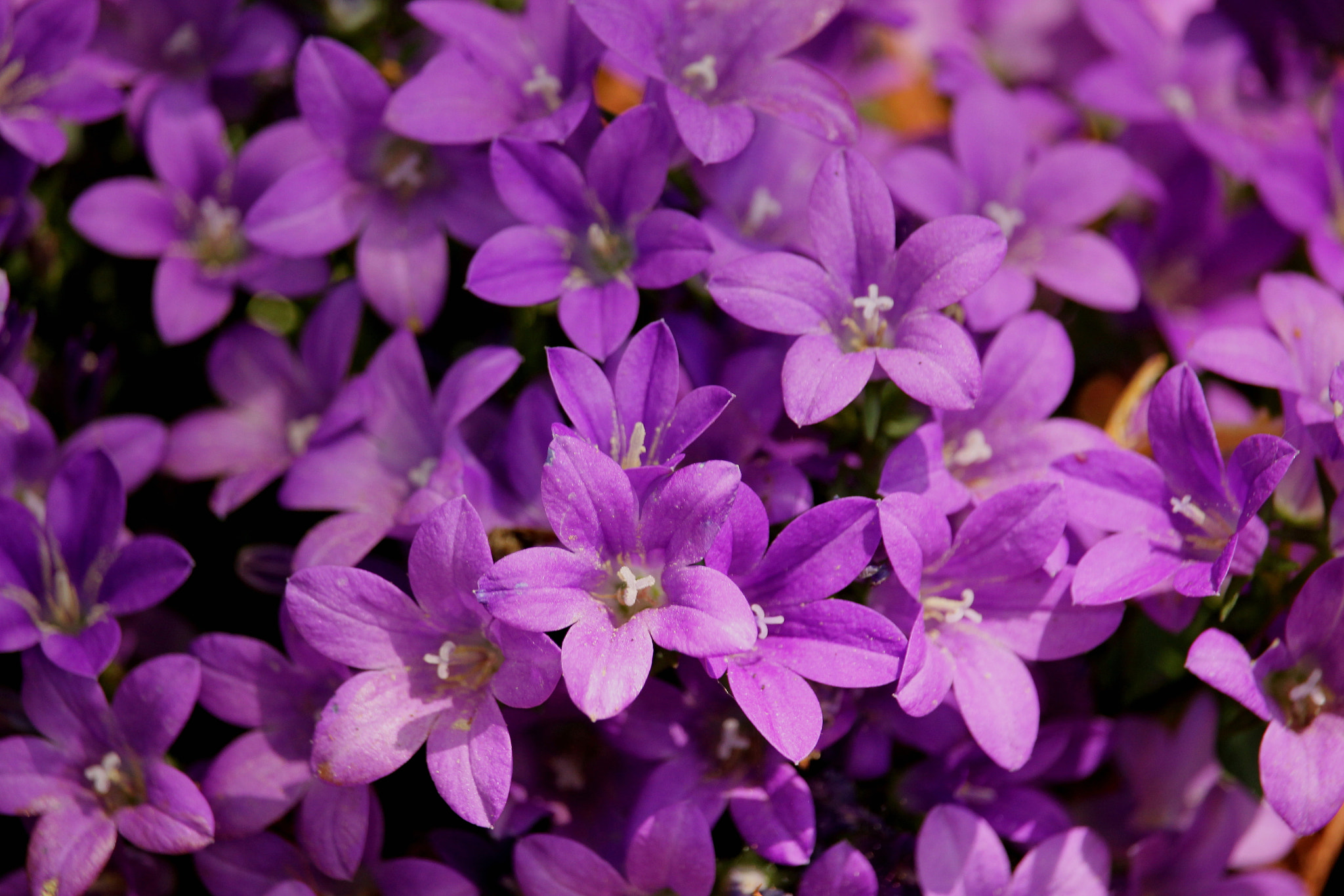 Canon EF-S 55-250mm F4-5.6 IS STM sample photo. Campanula in bloom photography