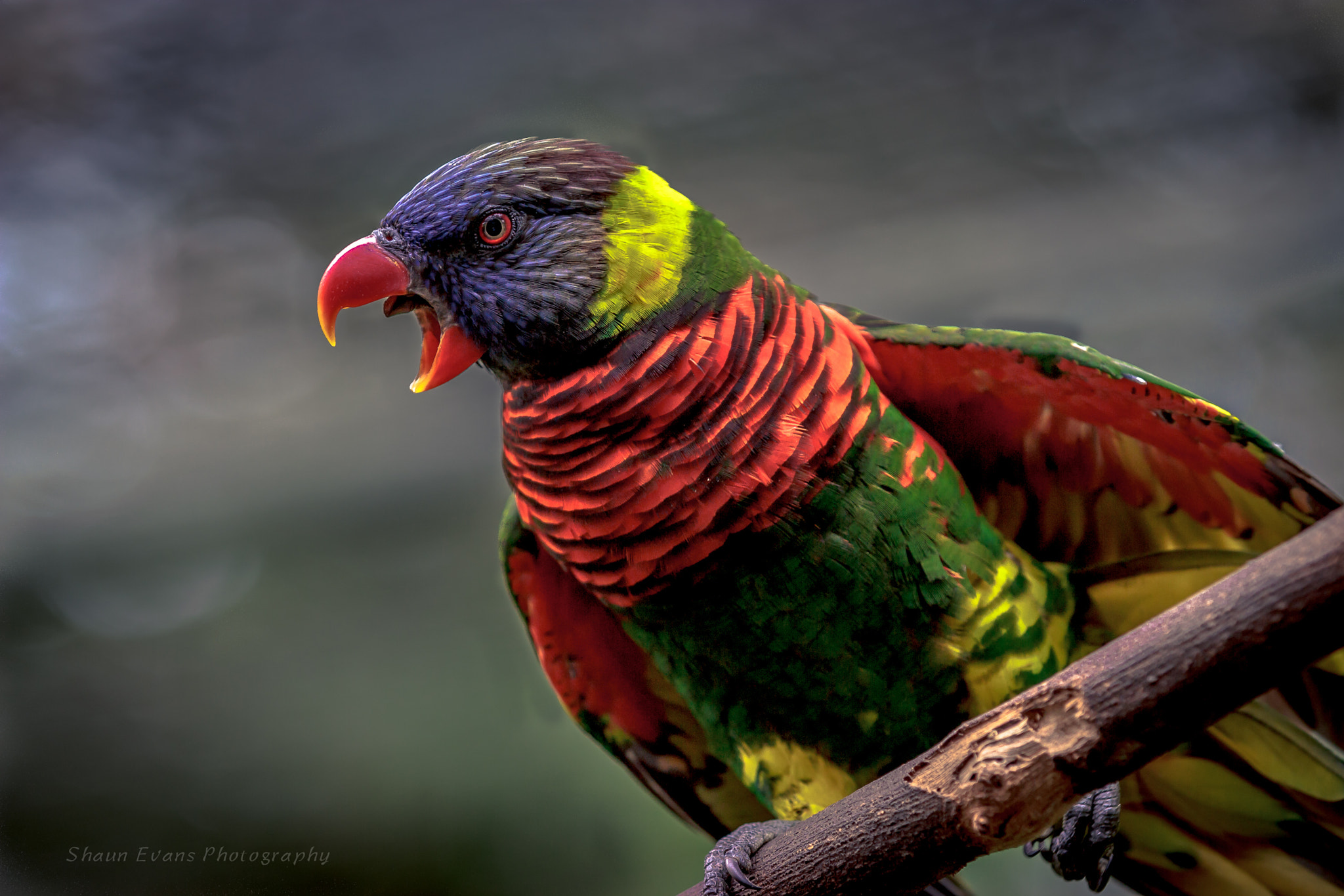 Canon EF 70-200mm F2.8L IS II USM sample photo. Fire bird photography