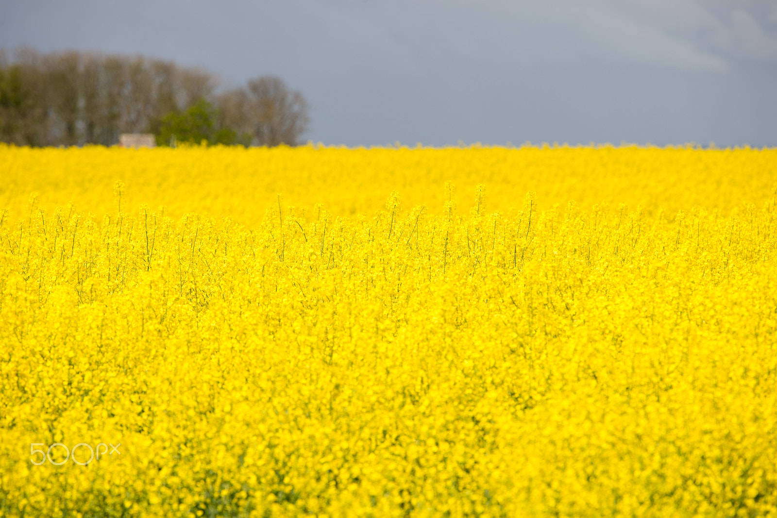 Nikon Nikkor AF-S 300mm F4E PF ED VR sample photo. Field of rape plants in may photography