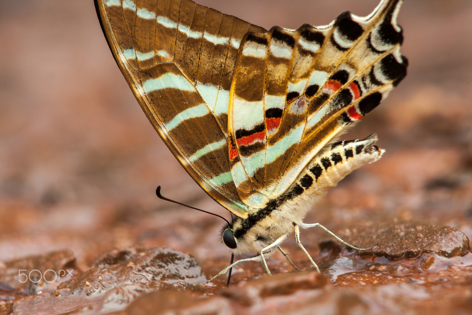 Canon EOS 1000D (EOS Digital Rebel XS / EOS Kiss F) sample photo. Butterfly photography