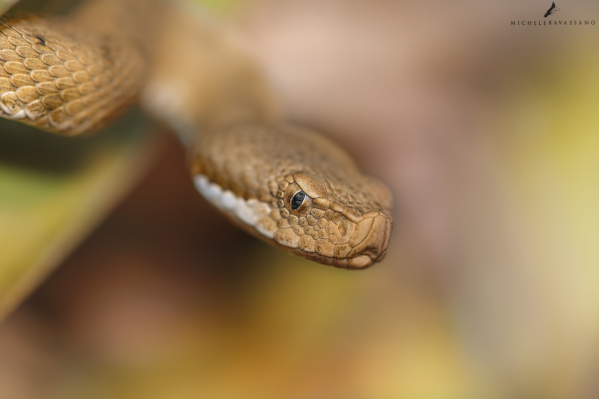 Sigma APO Macro 150mm f/2.8 EX DG HSM sample photo. Cold eyes photography