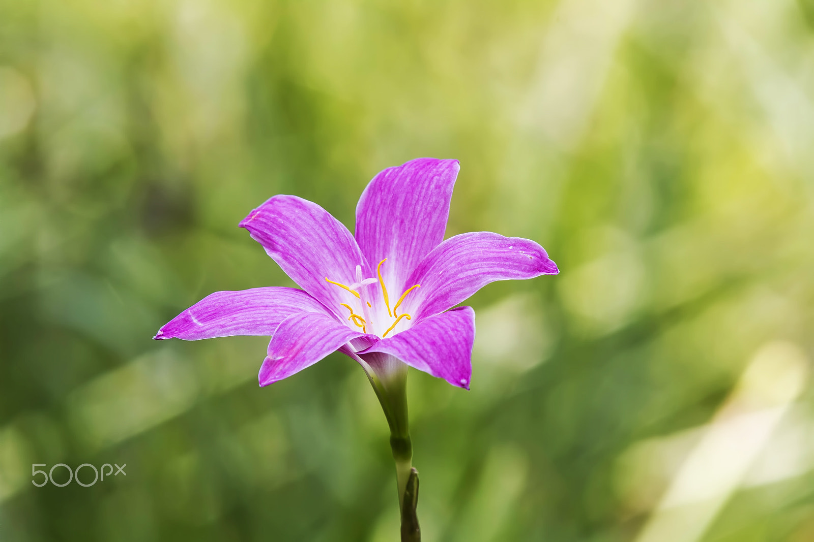 Sigma 50-500mm f/4-6.3 APO HSM EX sample photo. H13_4053.jpg photography