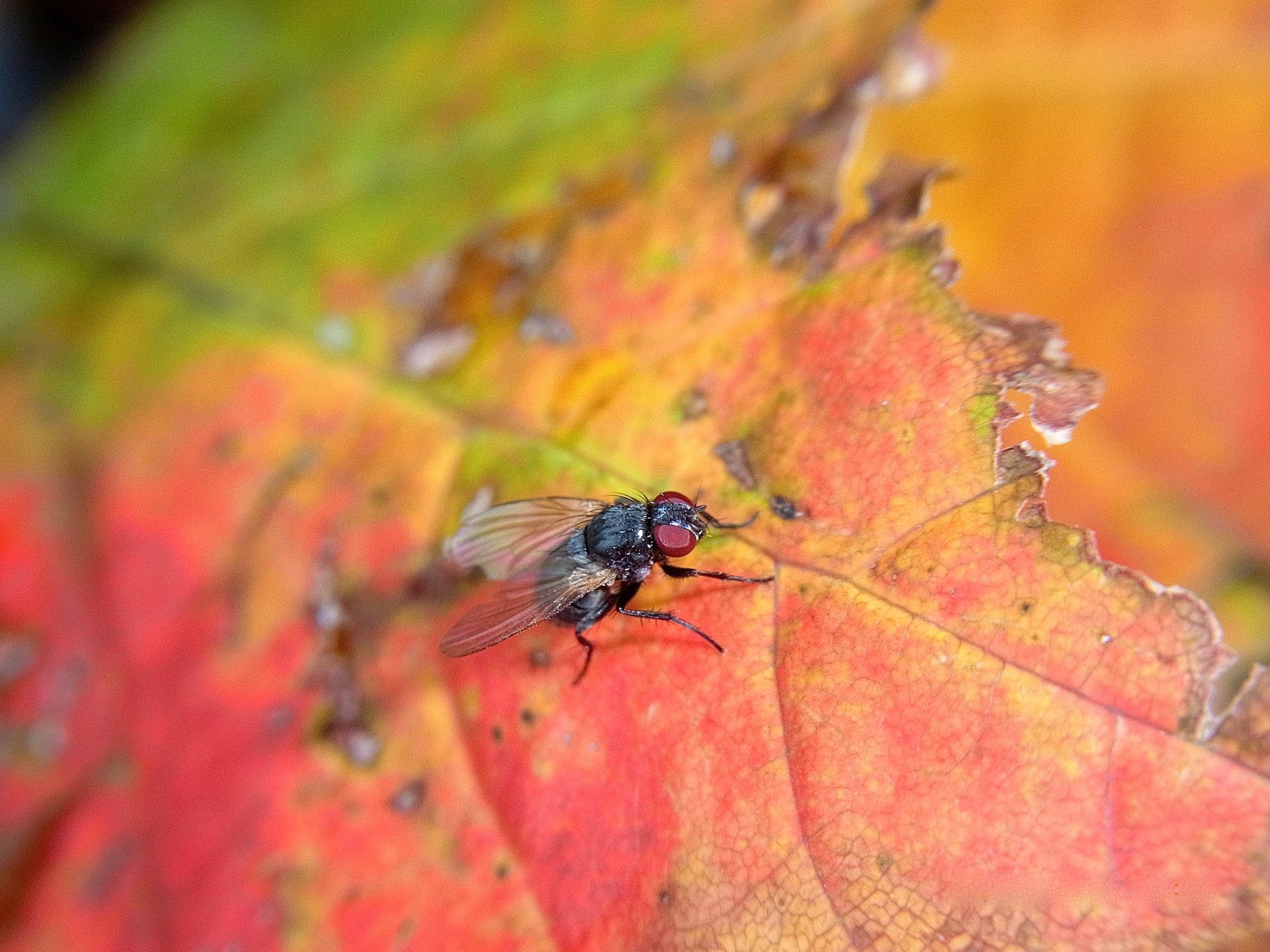 Ricoh CX4 sample photo. Autumn photography