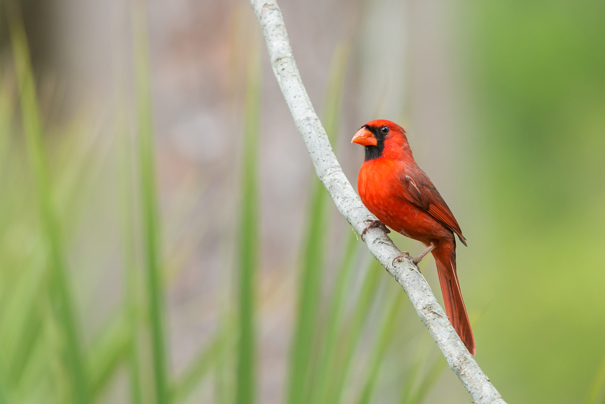 Nikon Nikkor AF-S 300mm F4E PF ED VR sample photo. Cardinalis cardinalis photography