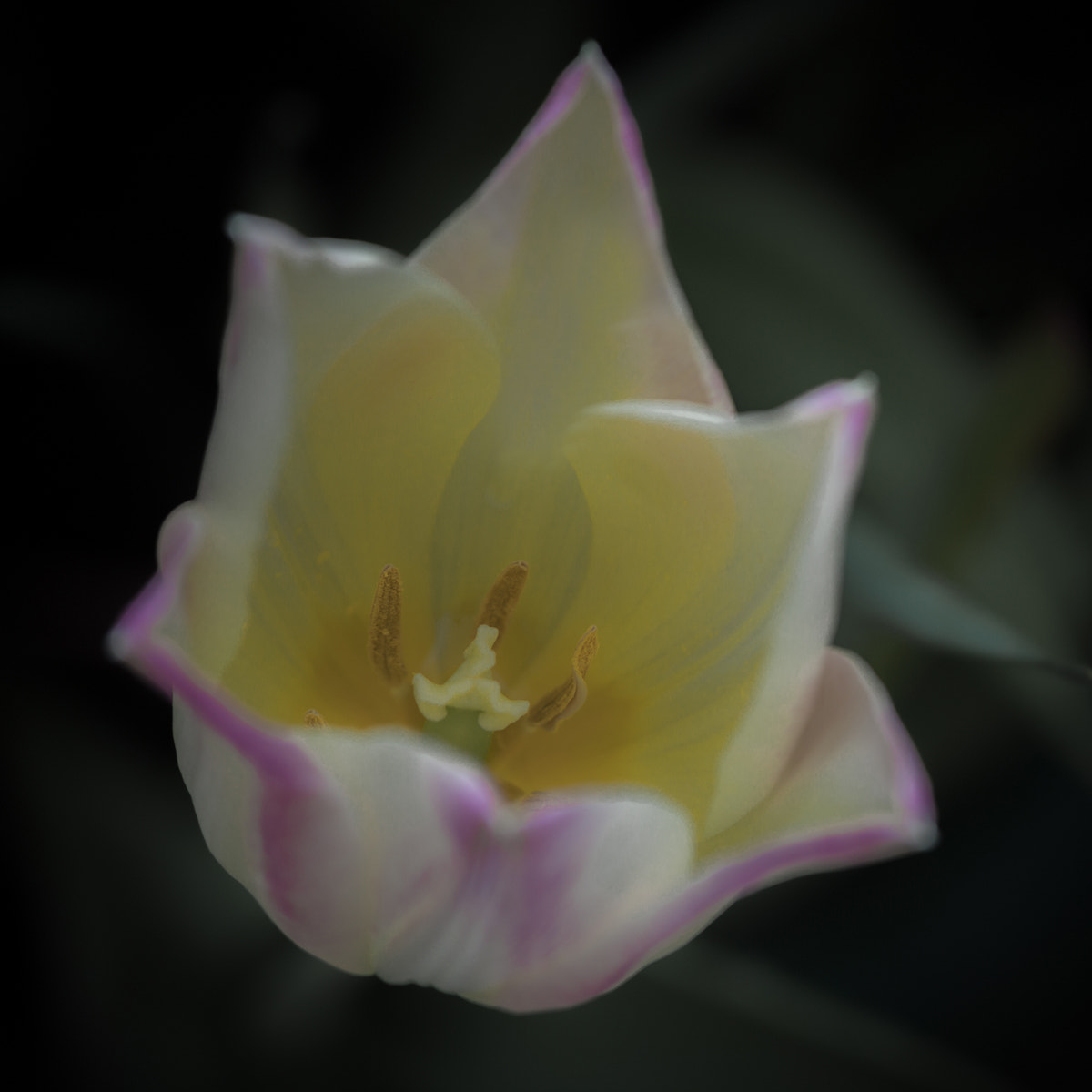 Canon EOS 5D Mark II sample photo. Tulip yellow and pink photography